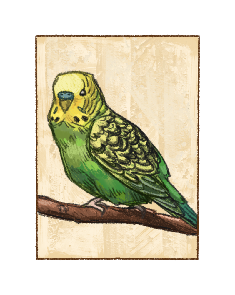 Budgie