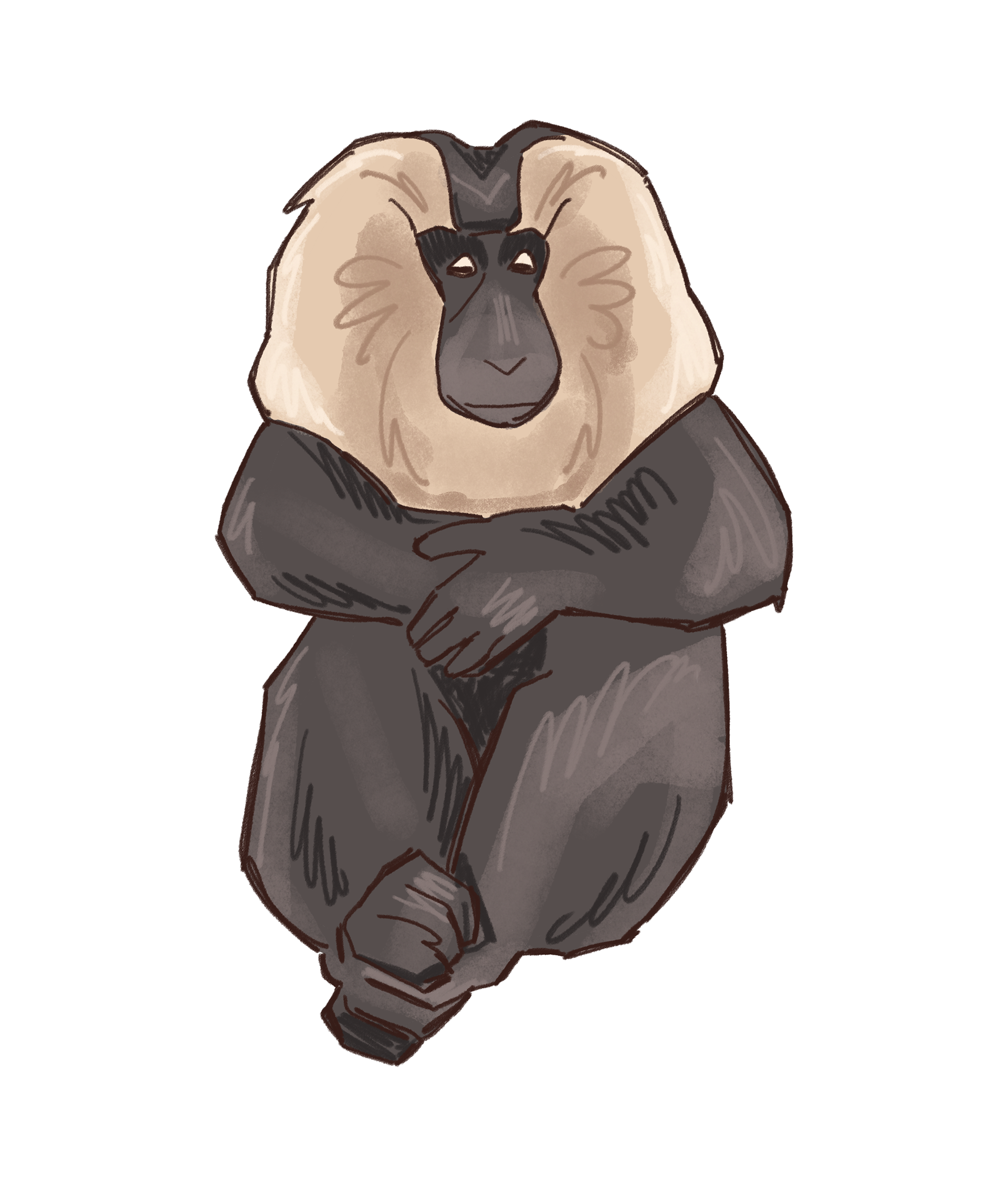 Lion-tailed Macaque