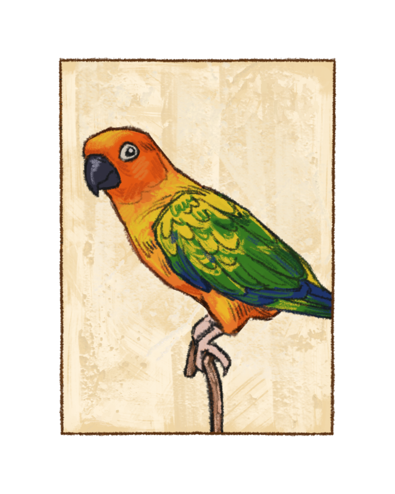 Sun Conure