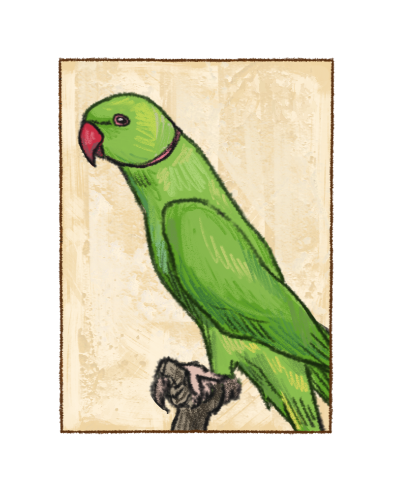 Indian Ringneck