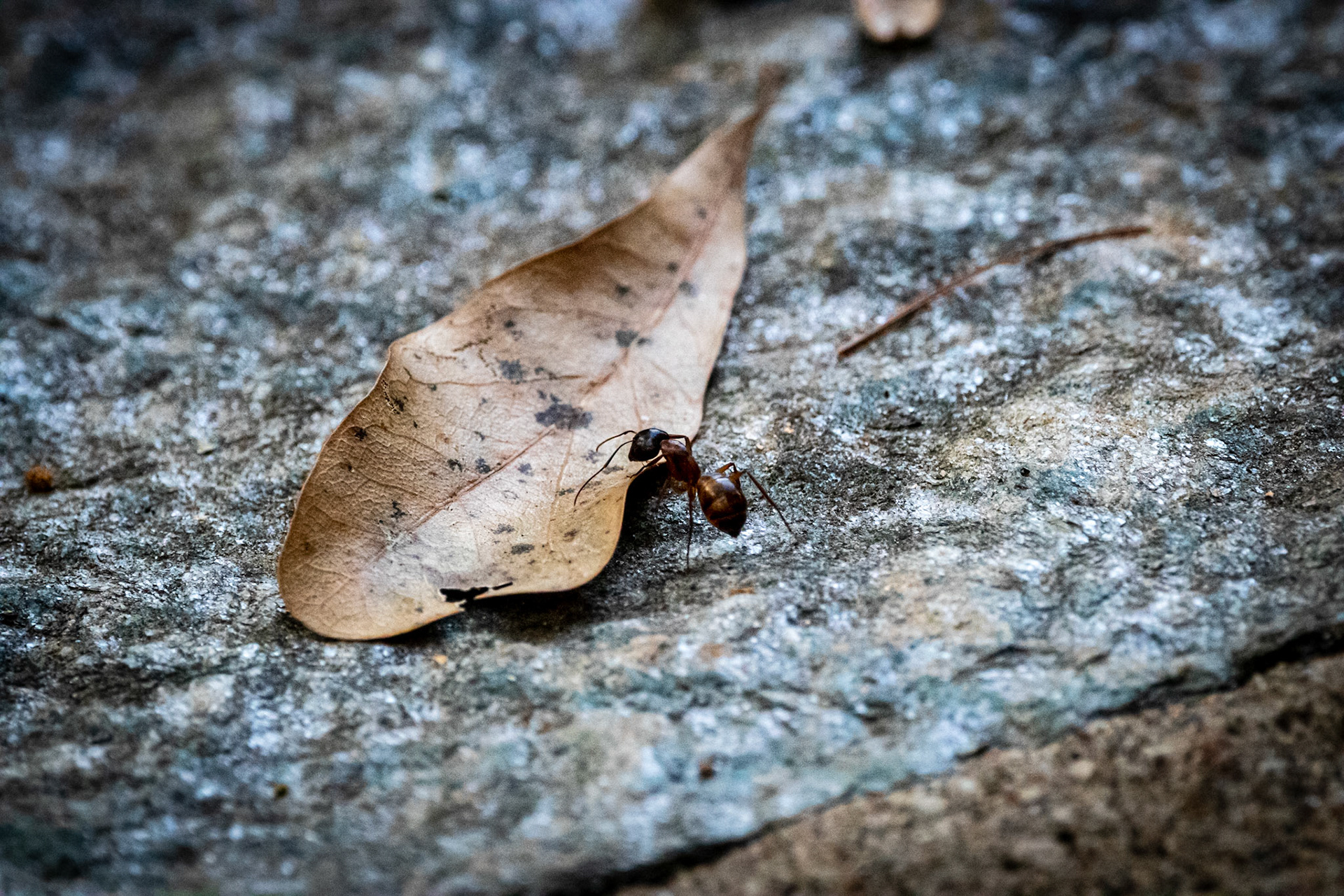 Wildlife - Ant (insect) at Chattahoochie River National Recreation Area in the Atlanta Metro