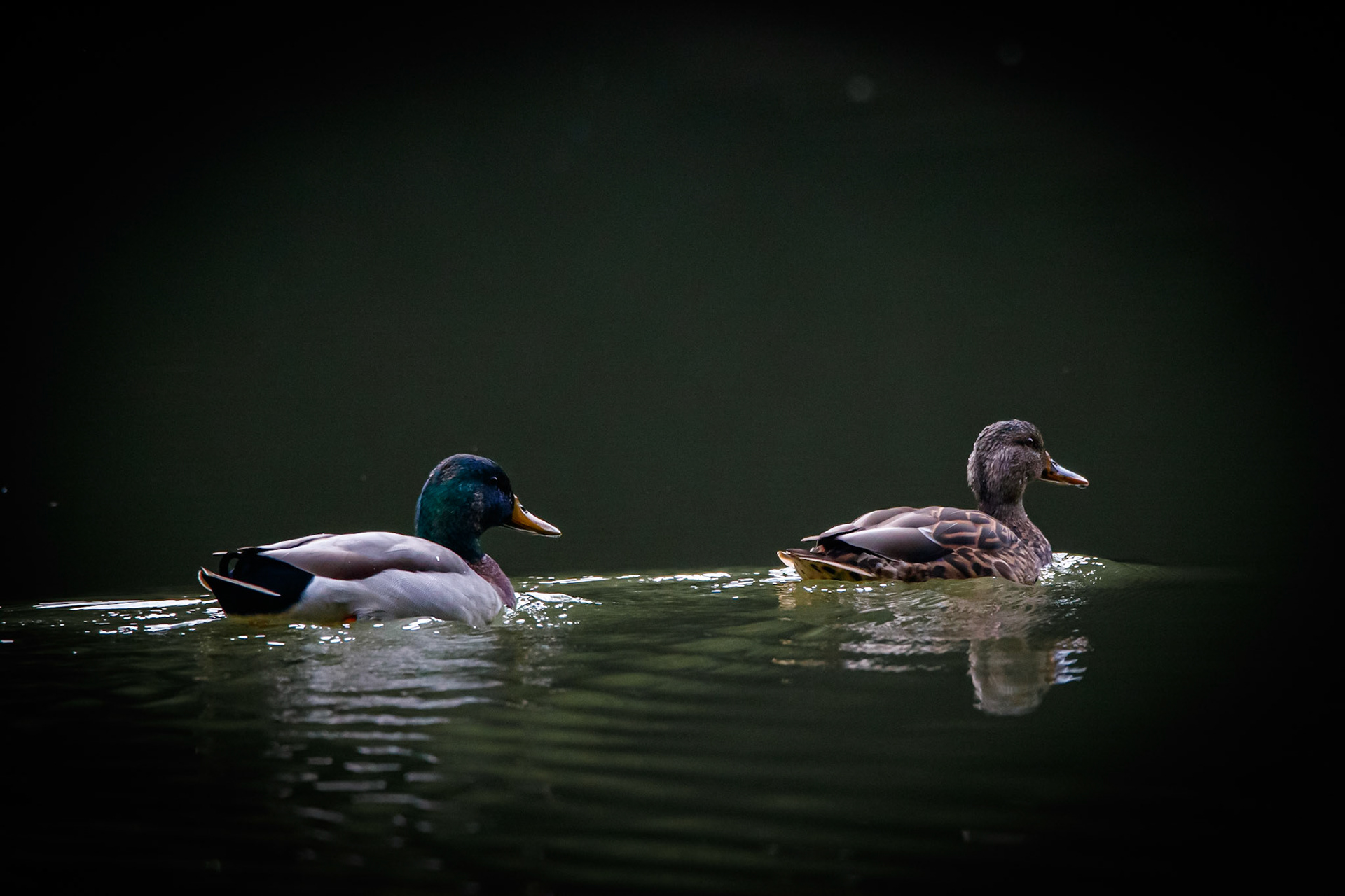 Wildlife - Duck (bird) at Chattahoochie National Recreation Area in the Atlanta Metro