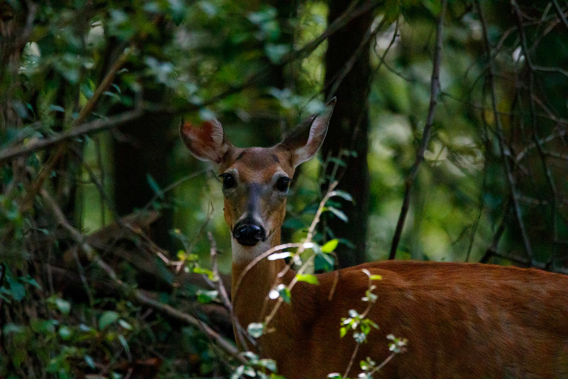 Wildlife - Deer at Chattahoochie National Recreation Area in the Atlanta Metro