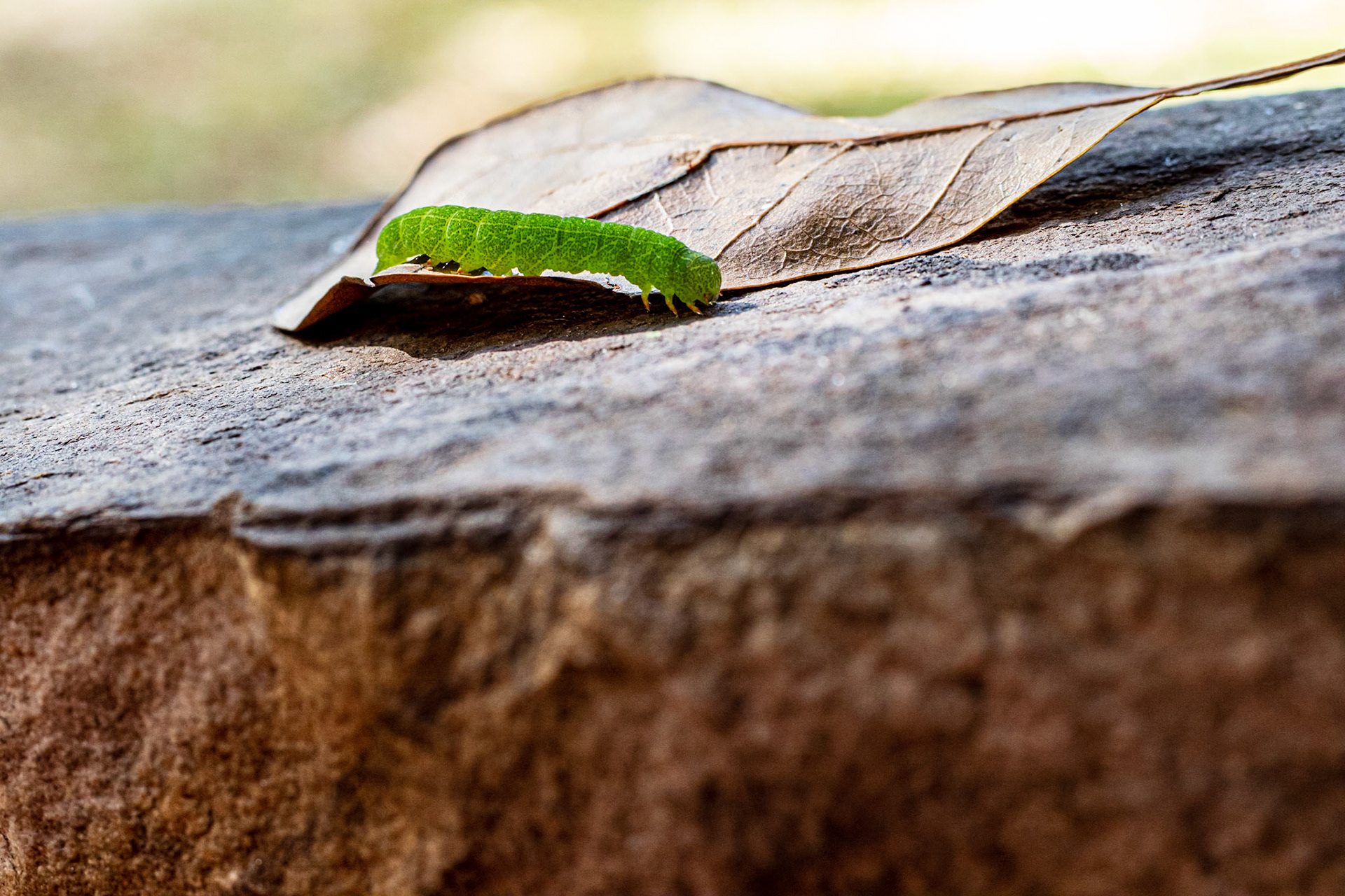 Wildlife - Green Cloverworm Caterpillar