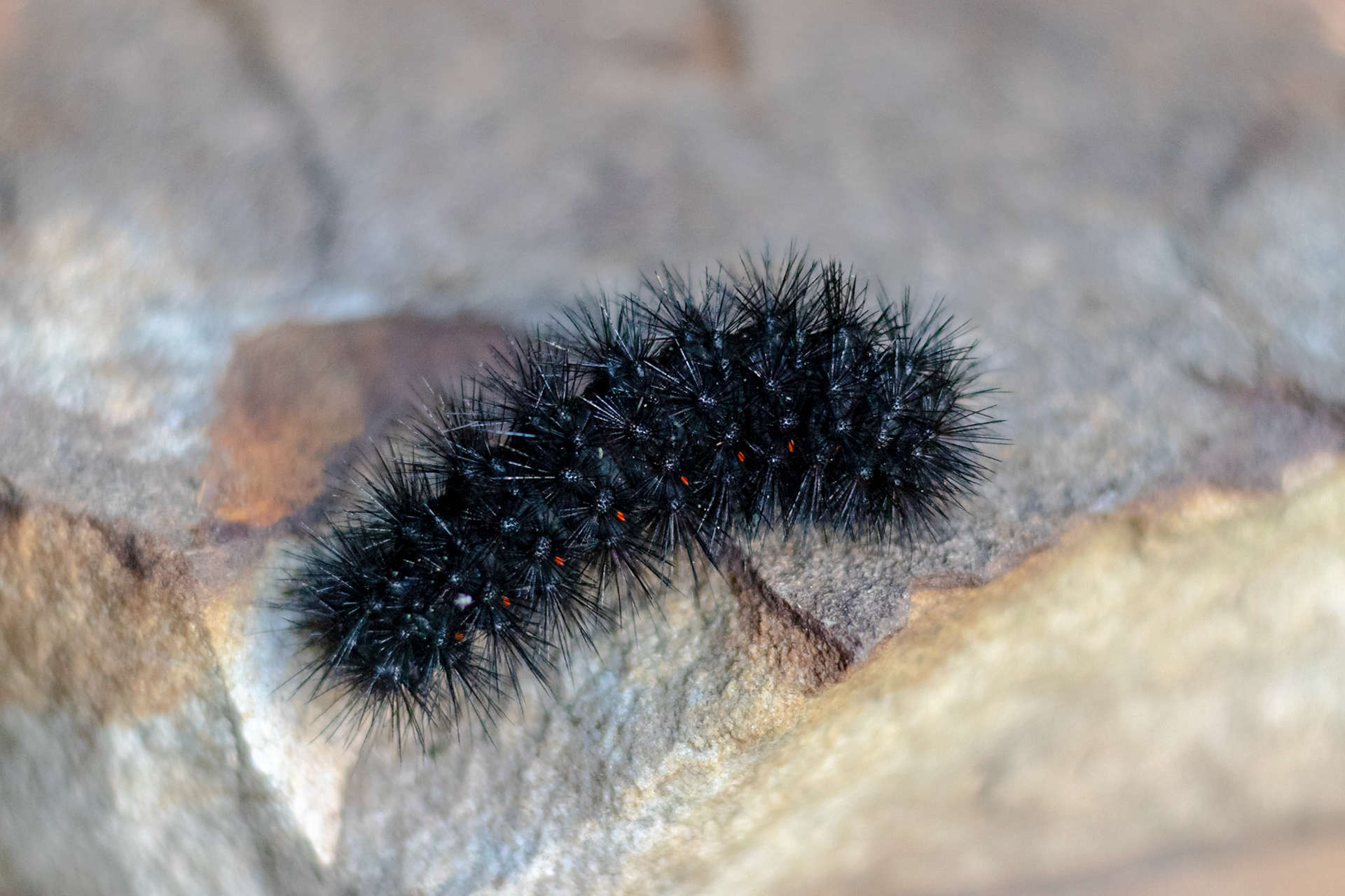 Wildlife - Giant Woolly Bear Leopard Moth Caterpillar