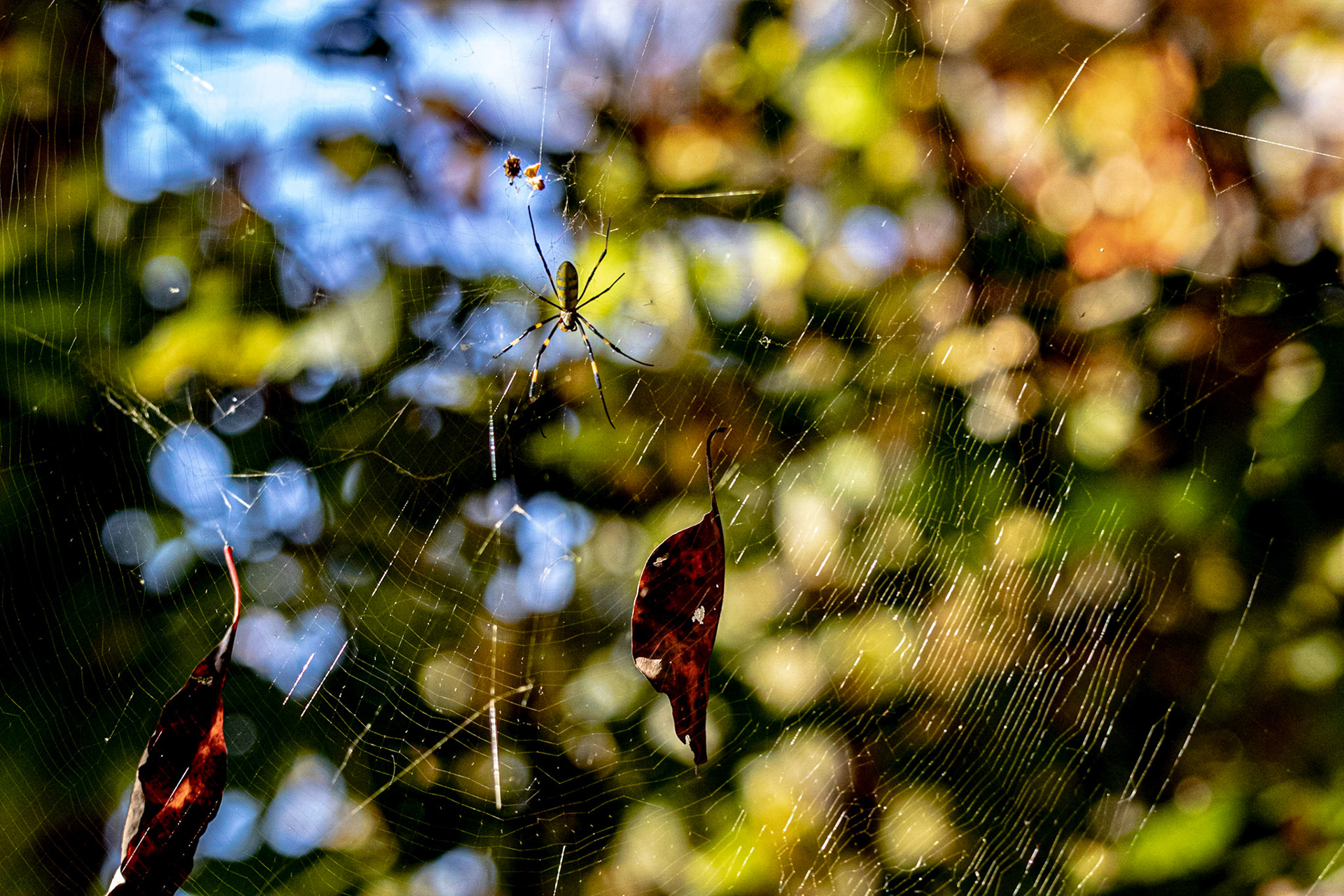 Wildlife - Joro Spider at Chattahoochie National Recreation Area in the Atlanta Metro