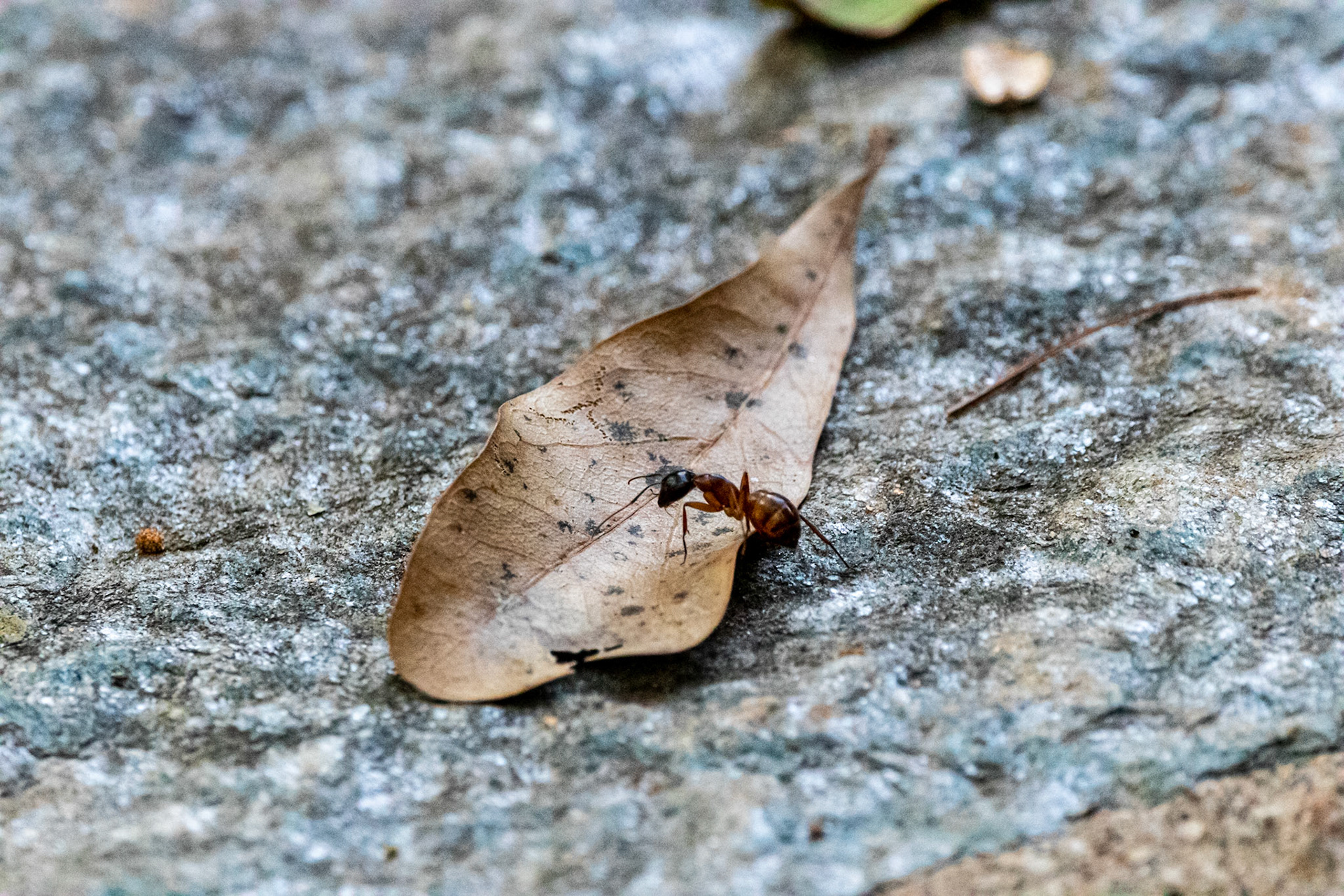 Wildlife - Ant (insect) at Chattahoochie River National Recreation Area in the Atlanta Metro
