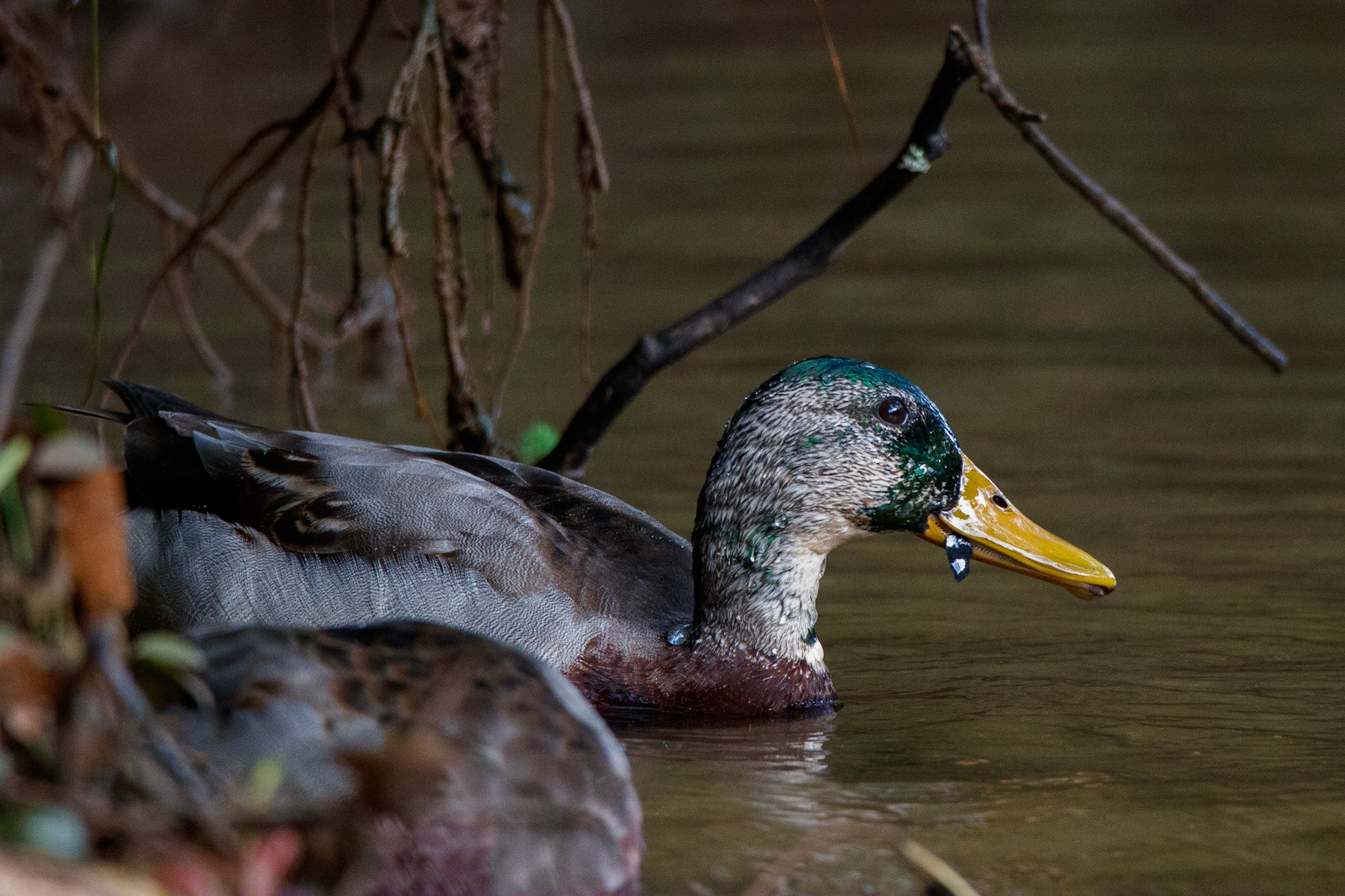 Wildlife - Duck (bird) at Chattahoochie National Recreation Area in the Atlanta Metro