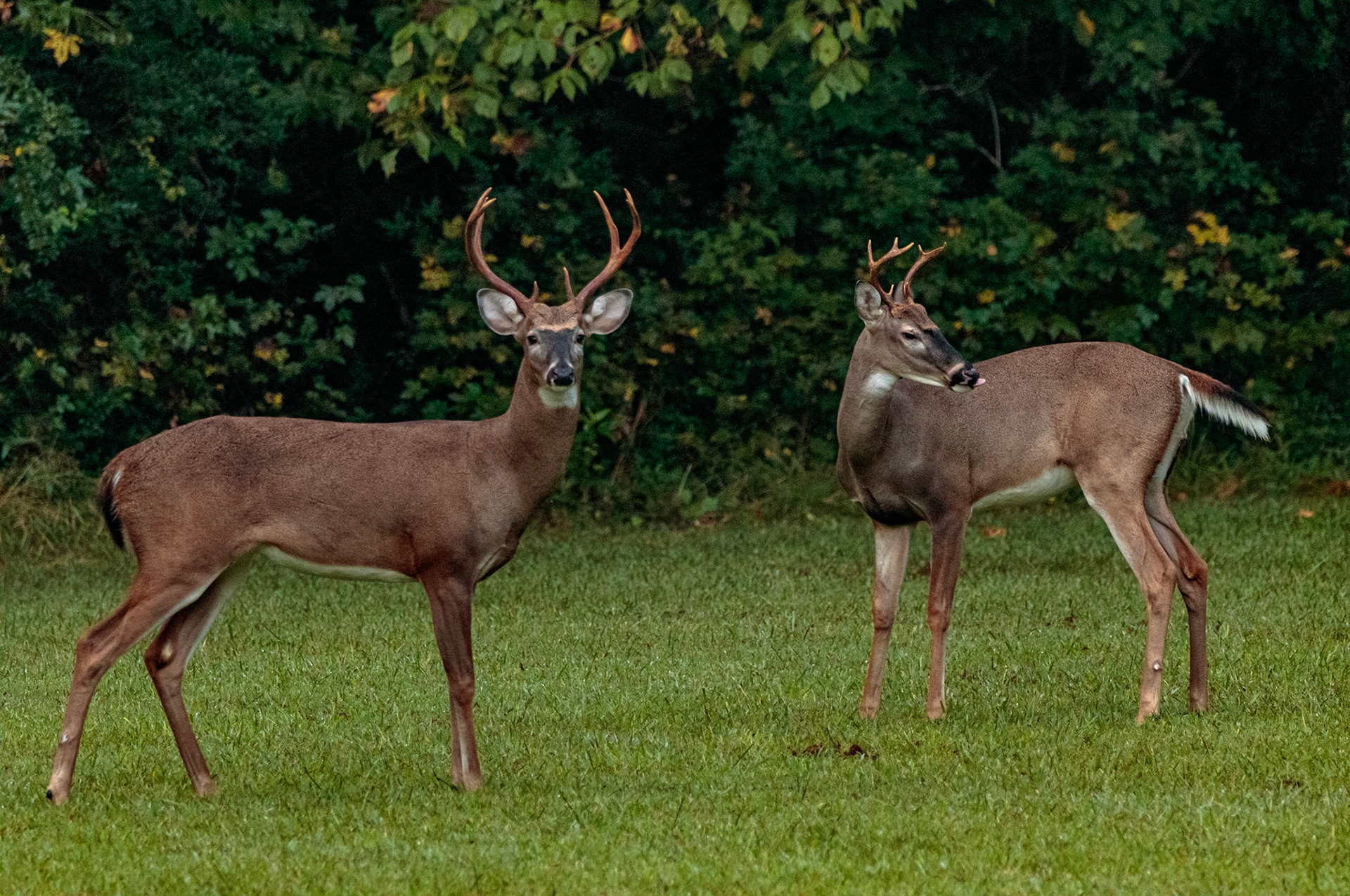 Wildlife - Deer at Chattahoochie National Recreation Area in the Atlanta Metro