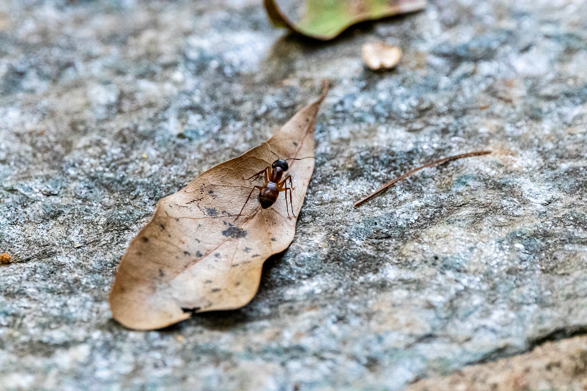 Wildlife - Ant (insect) at Chattahoochie River National Recreation Area in the Atlanta Metro
