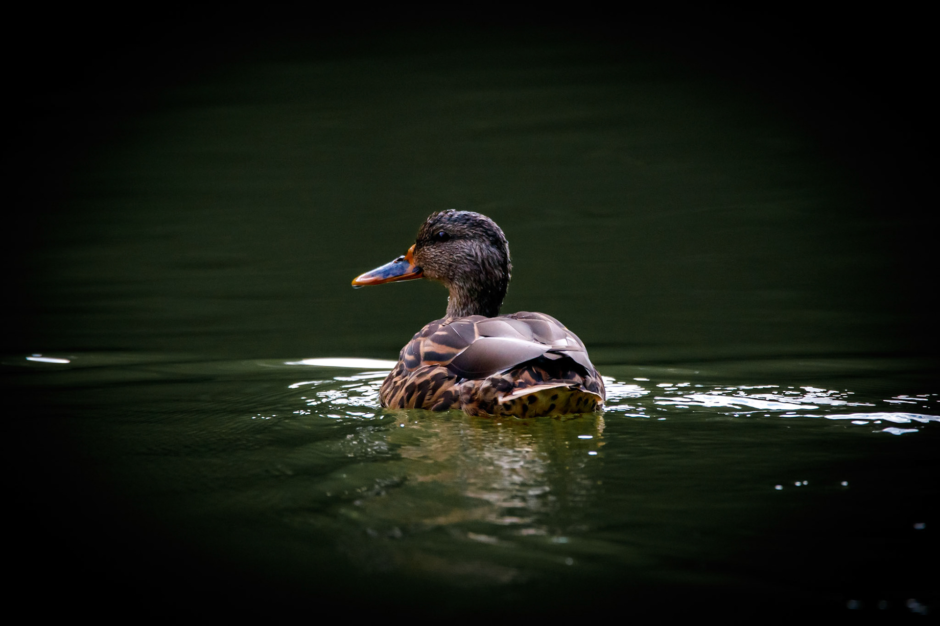 Wildlife - Duck (bird) at Chattahoochie National Recreation Area in the Atlanta Metro