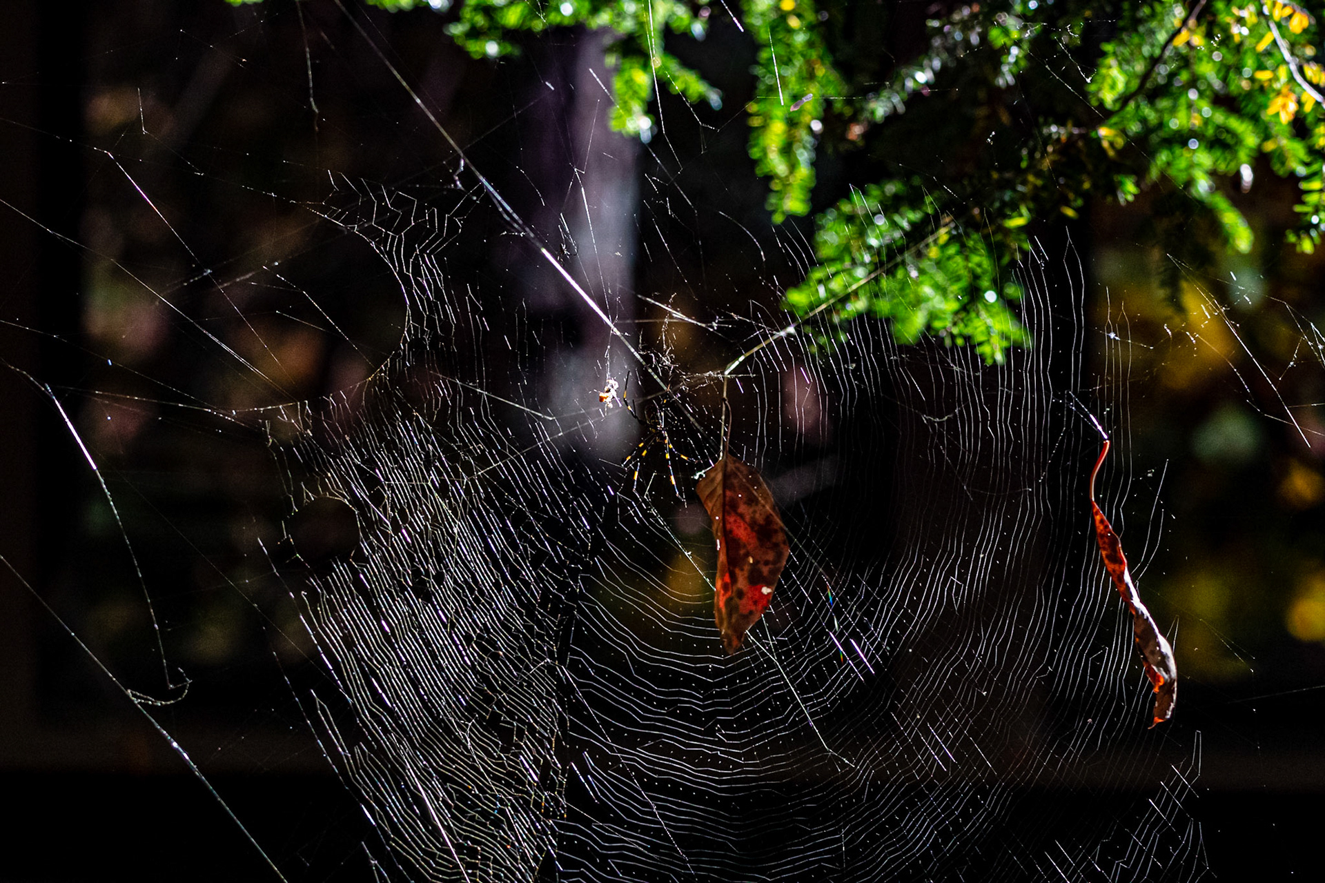 Wildlife - Joro Spider at Chattahoochie National Recreation Area in the Atlanta Metro