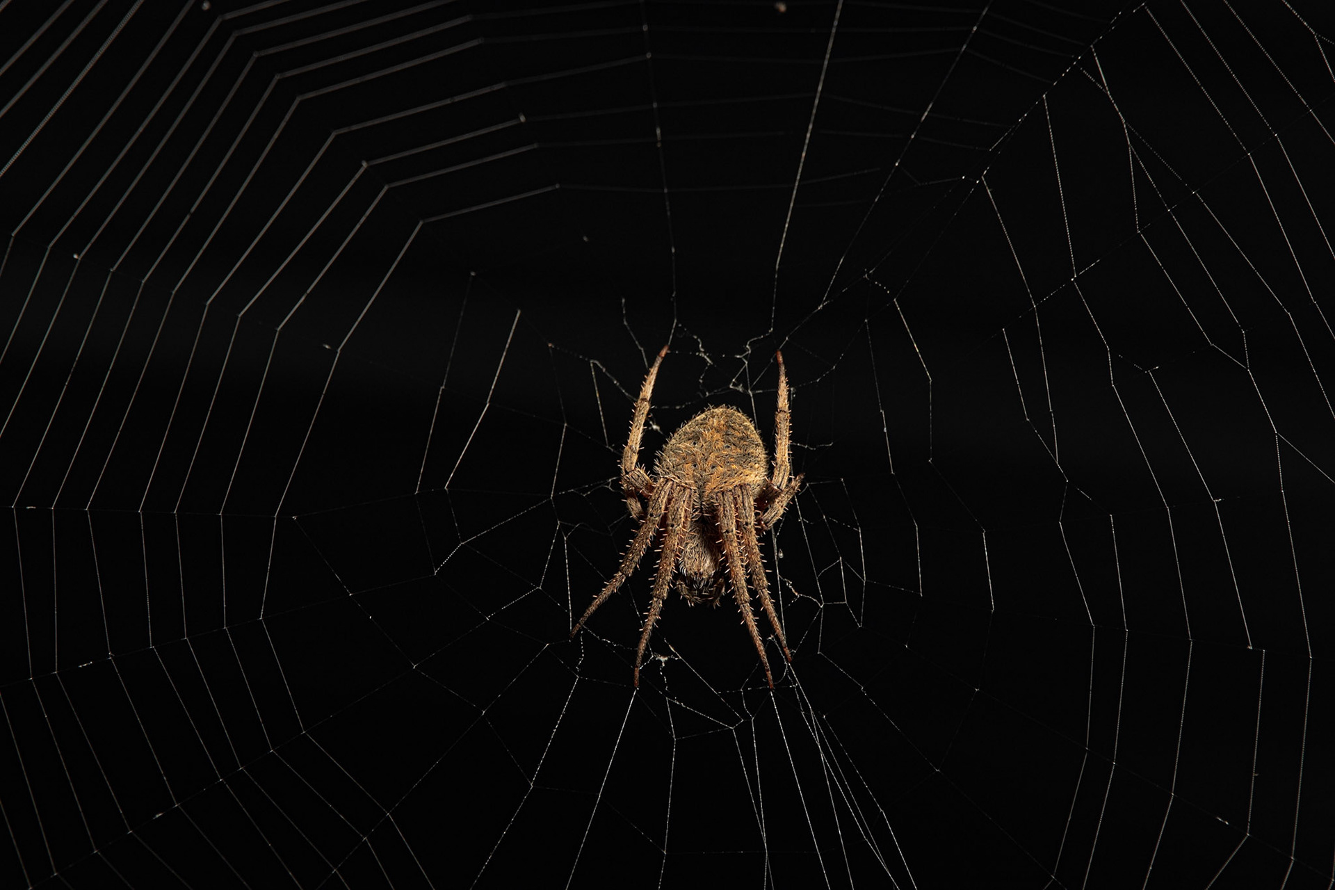 Wildlife - Spider (Atlanta Metro)
