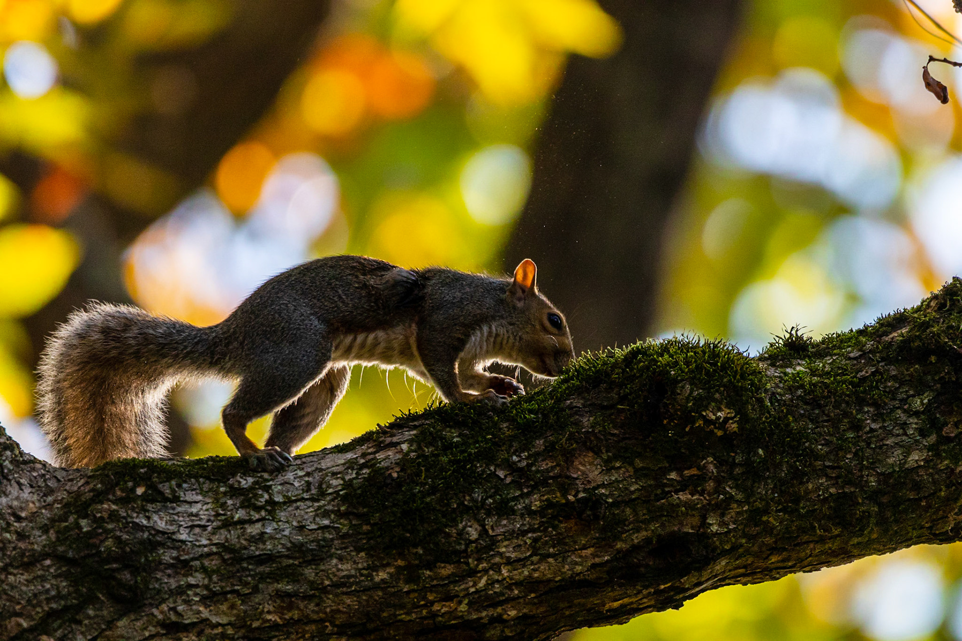 Wildlife - Squirrel at Chattahoochie River National Recreation Area in the Atlanta Metro