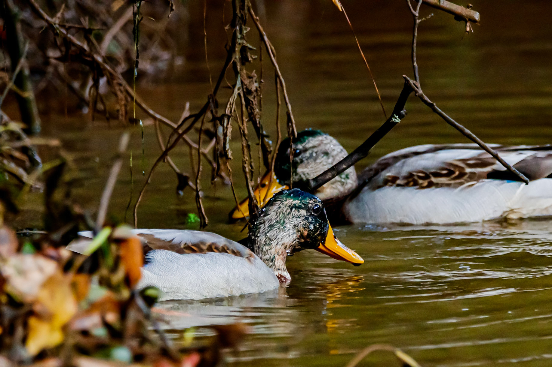 Wildlife - Duck (bird) at Chattahoochie National Recreation Area in the Atlanta Metro