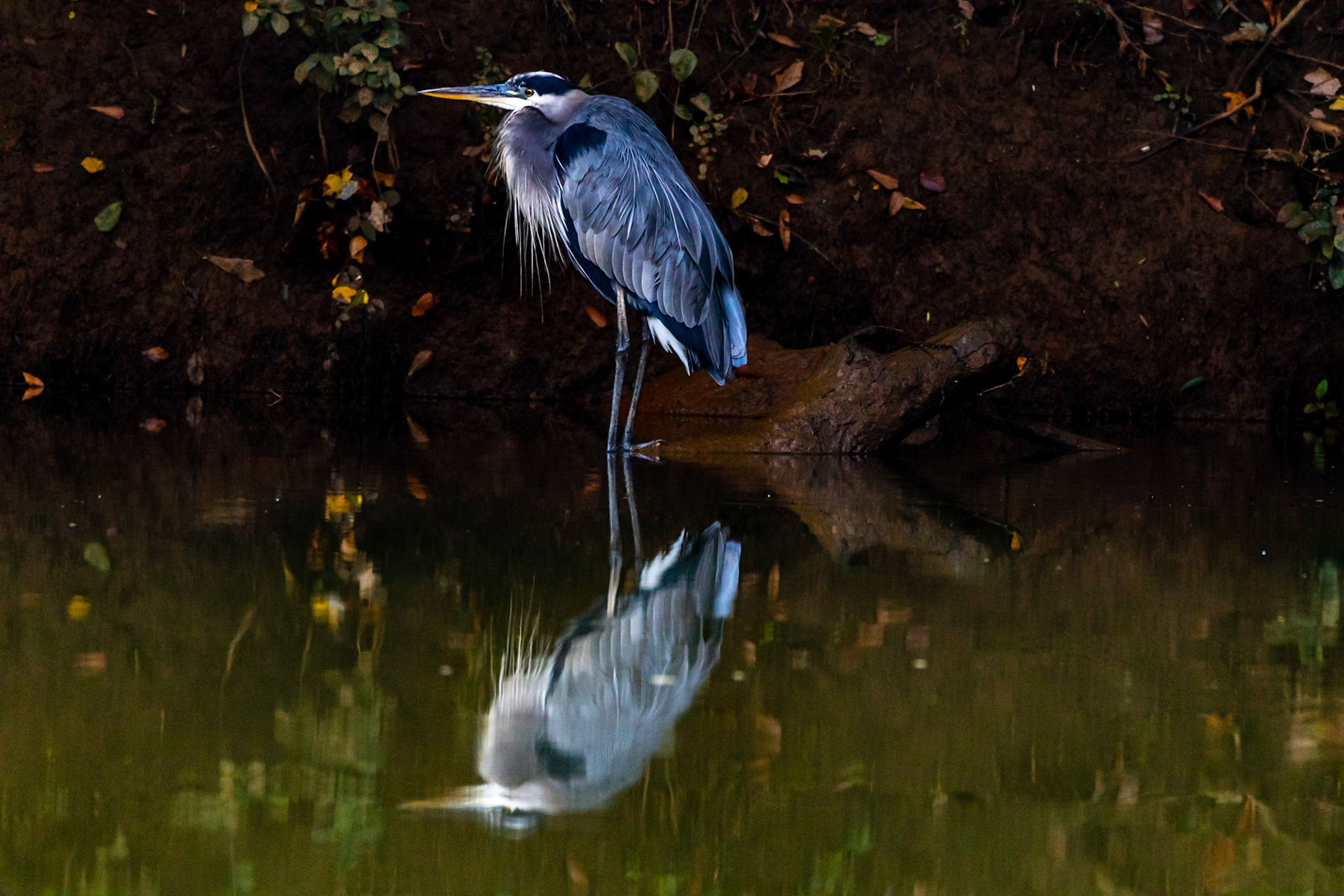 Wildlife - Wood Stork (bird) at Chattahoochie River National Recreation Area in the Atlanta Metro