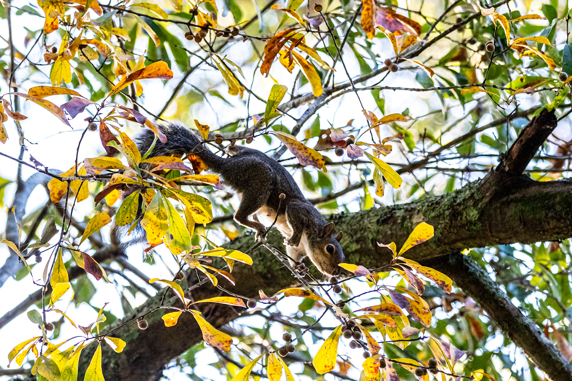 Wildlife - Squirrel at Chattahoochie River National Recreation Area in the Atlanta Metro