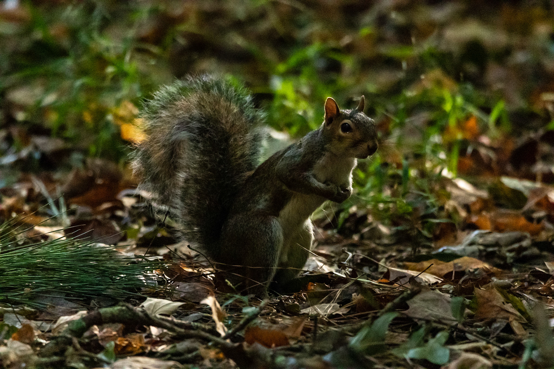 Wildlife - Squirrel at Chattahoochie River National Recreation Area in the Atlanta Metro