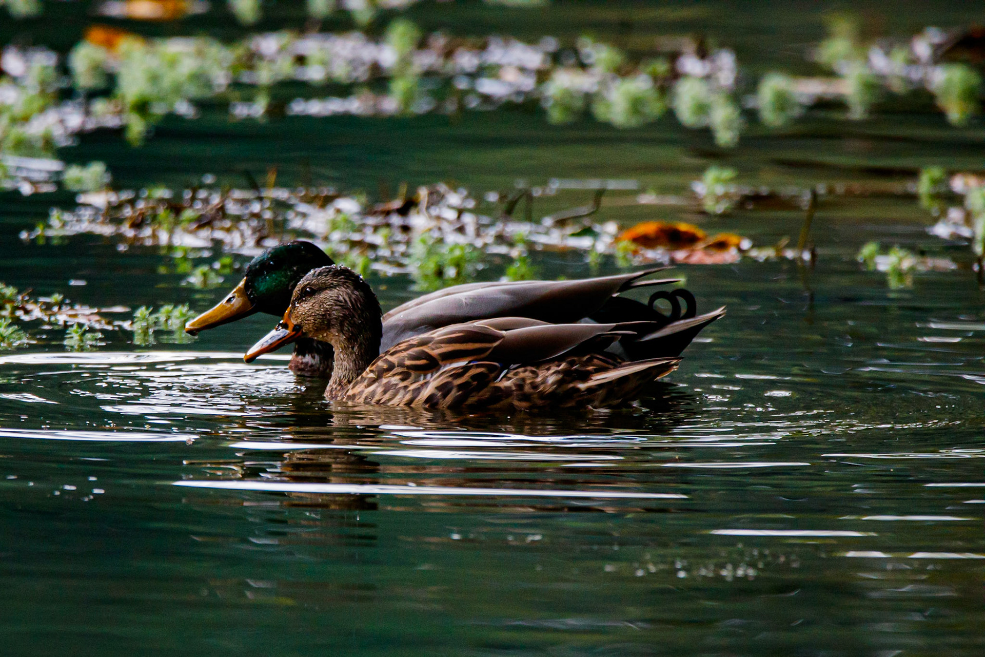 Wildlife - Duck (bird) at Chattahoochie National Recreation Area in the Atlanta Metro