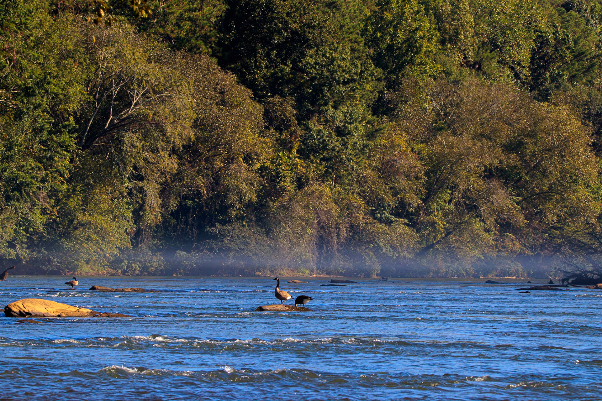 Wildlife - Goose (bird) at Chattahoochie National Recreation Area in the Atlanta Metro