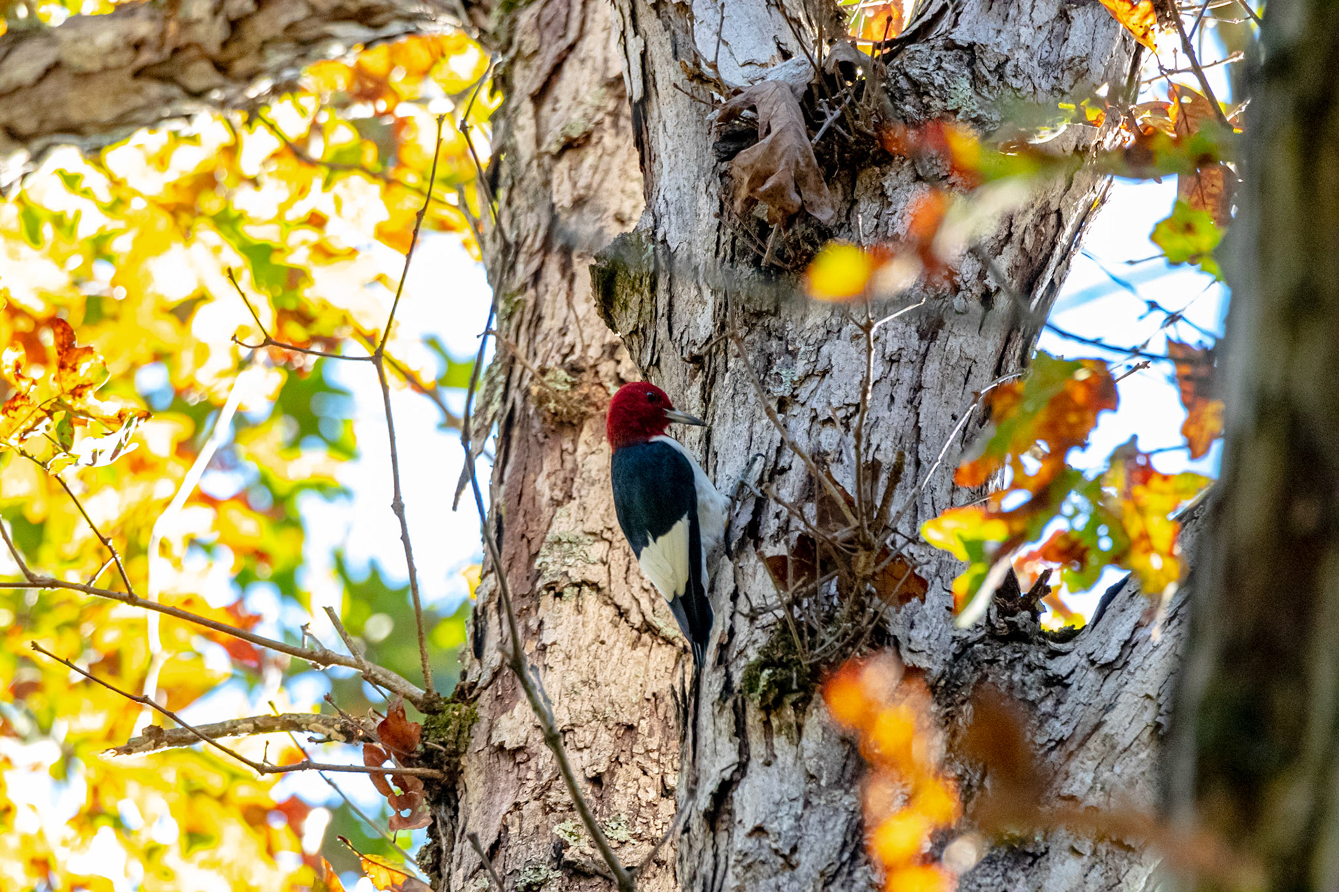 Wildlife - Woodpecker (bird) at Chattahoochie River National Recreation Area in the Atlanta Metro
