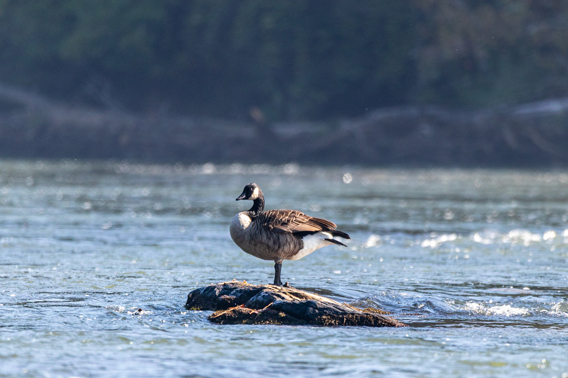 Wildlife - Goose (bird) at Chattahoochie National Recreation Area in the Atlanta Metro