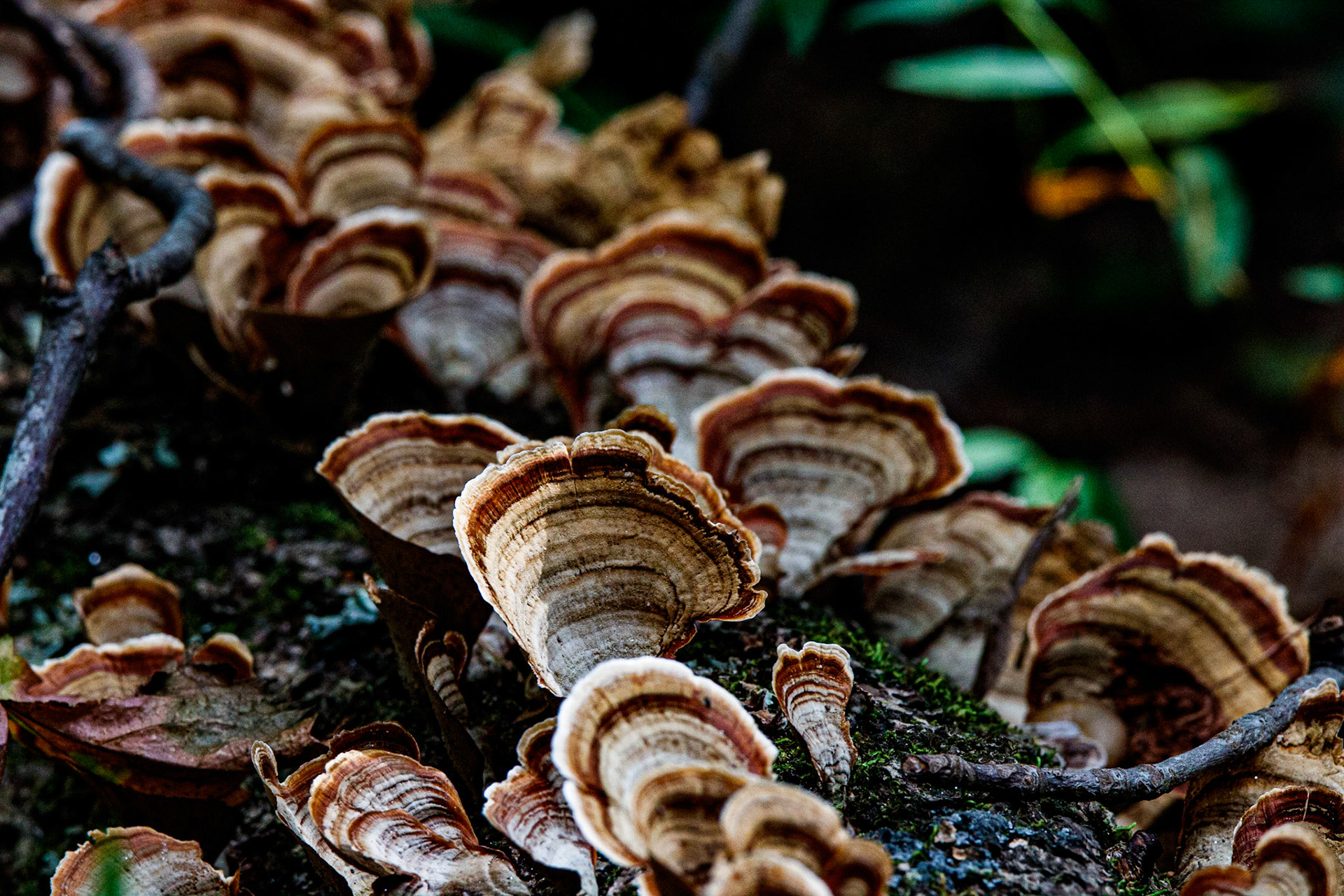 Landscape - Scenery - Chattahoochee River National Recreation Area - Fungus on Tree