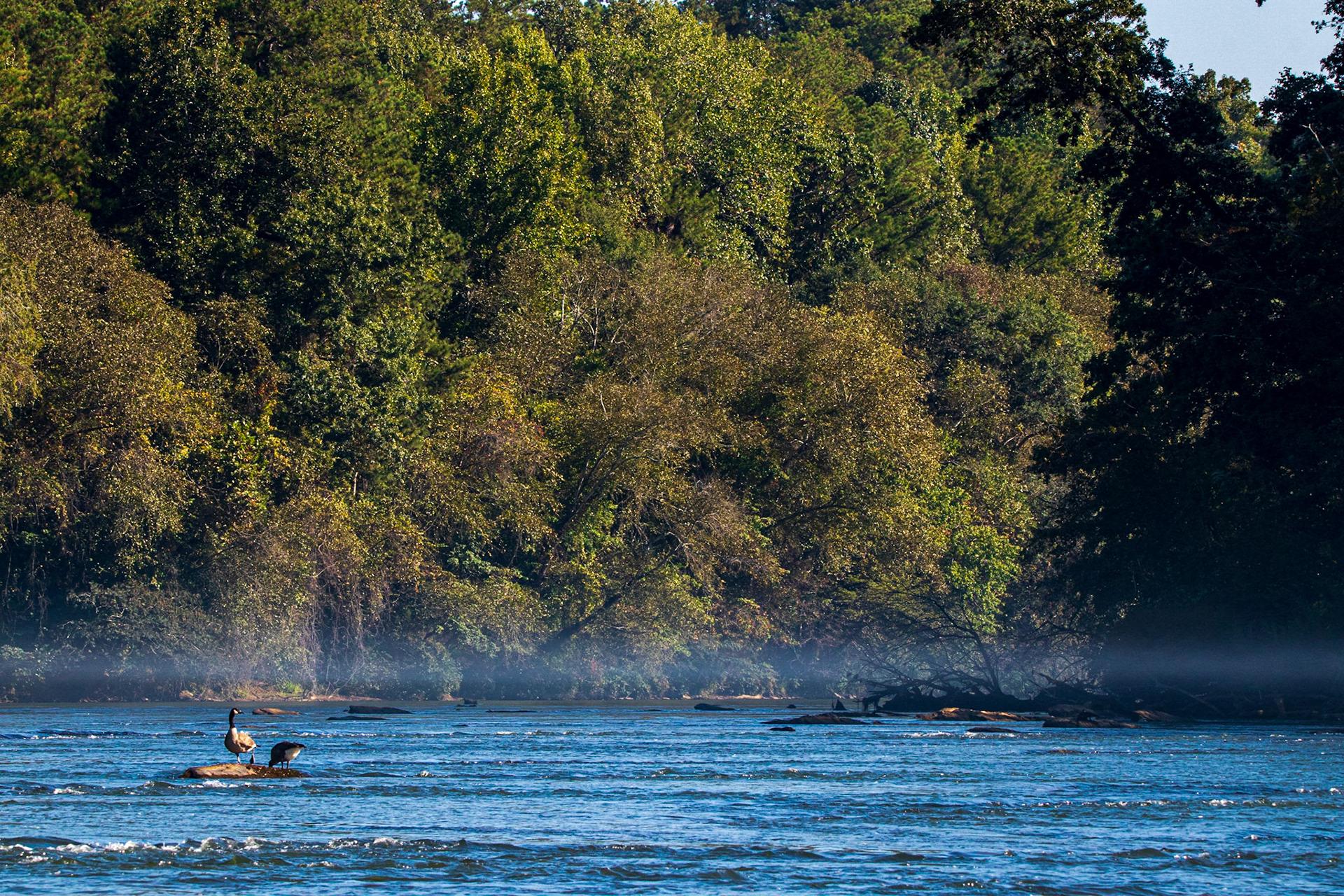Wildlife - Goose (bird) at Chattahoochie National Recreation Area in the Atlanta Metro