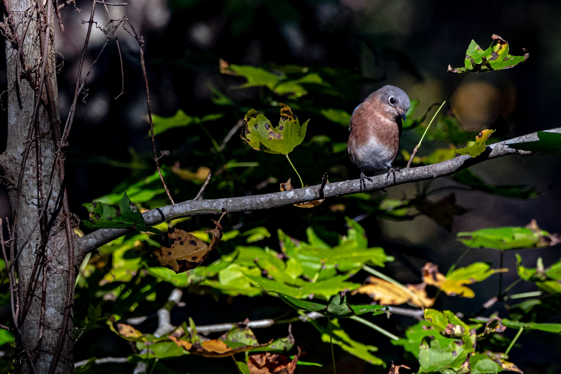 Wildlife - Bird at Chattahoochie National Recreation Area in the Atlanta Metro