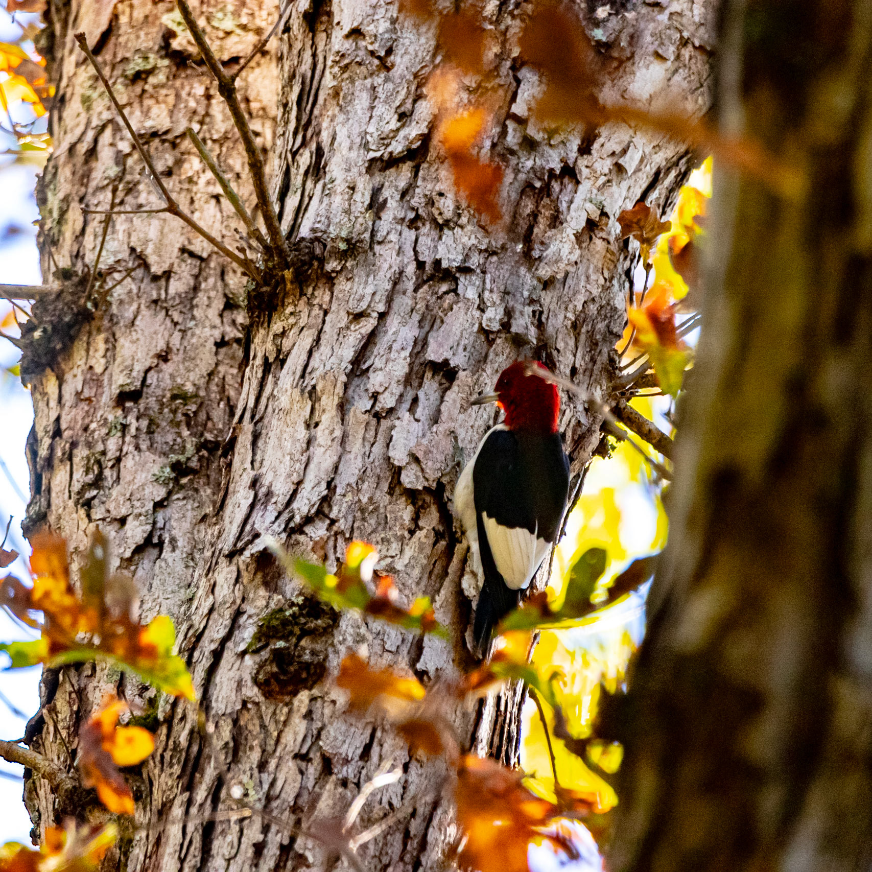Wildlife - Woodpecker (bird) at Chattahoochie River National Recreation Area in the Atlanta Metro