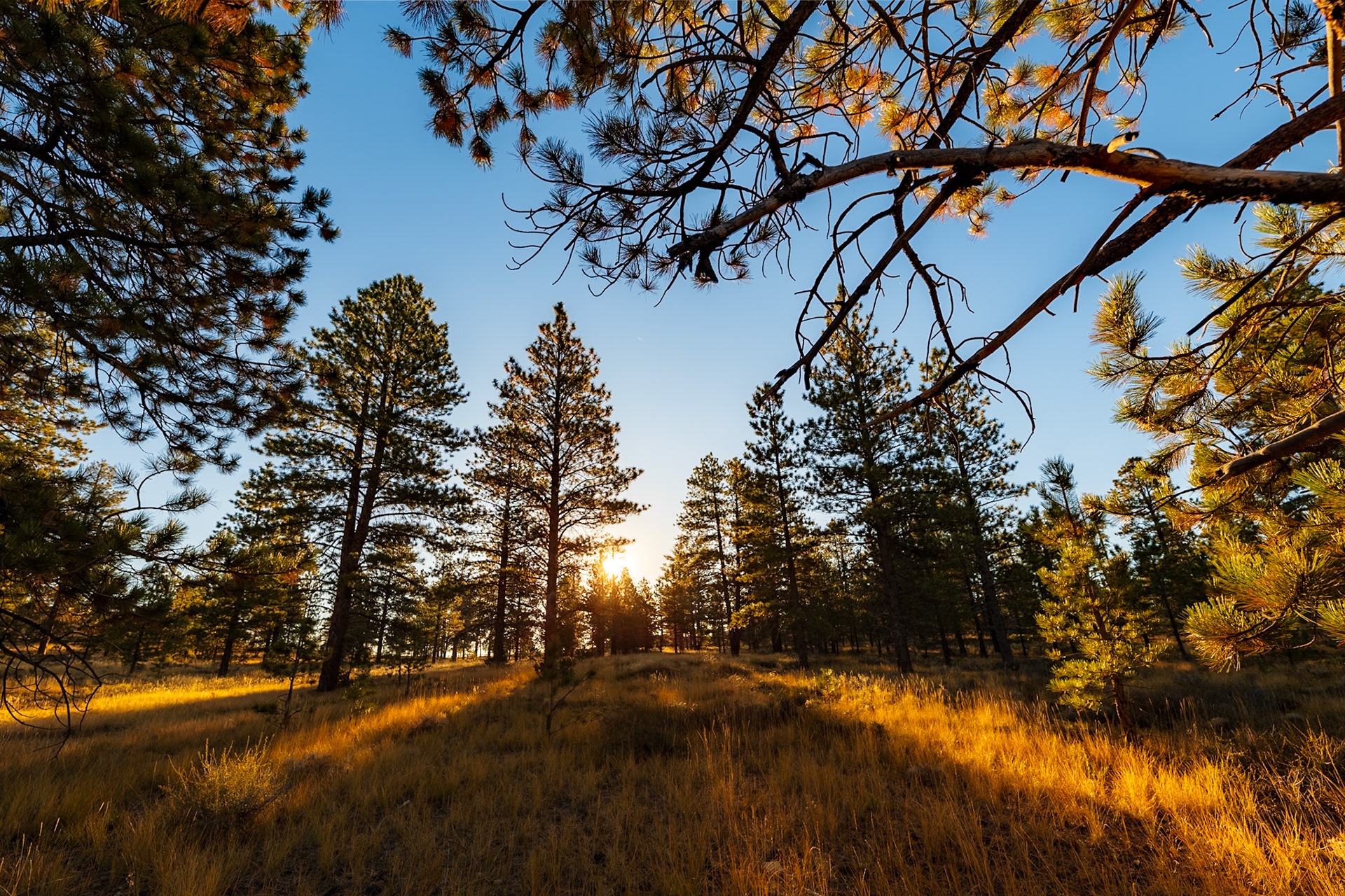 Bryce Canyon Forest on the Edge