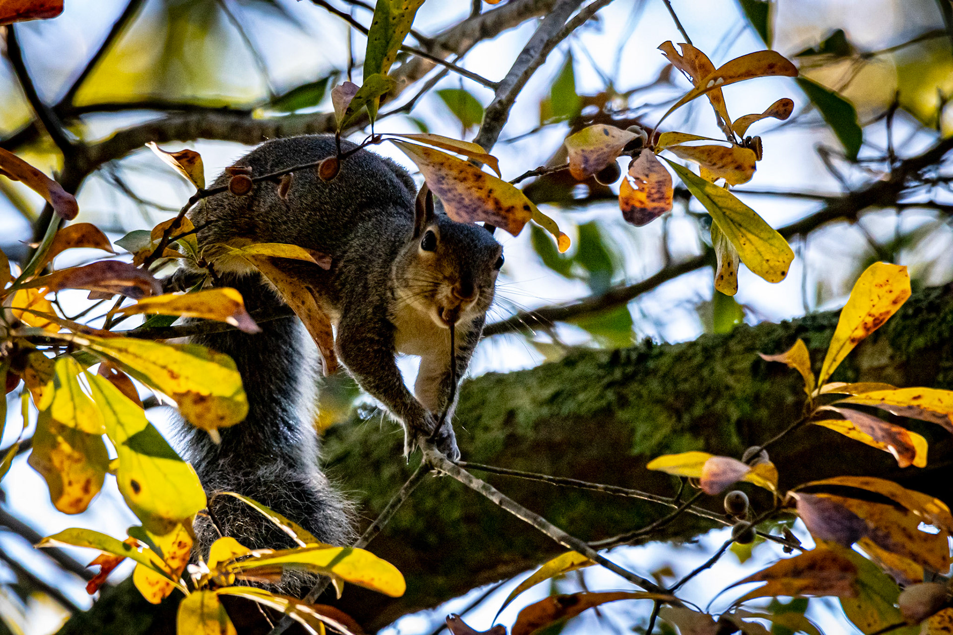 Wildlife - Squirrel at Chattahoochie River National Recreation Area in the Atlanta Metro