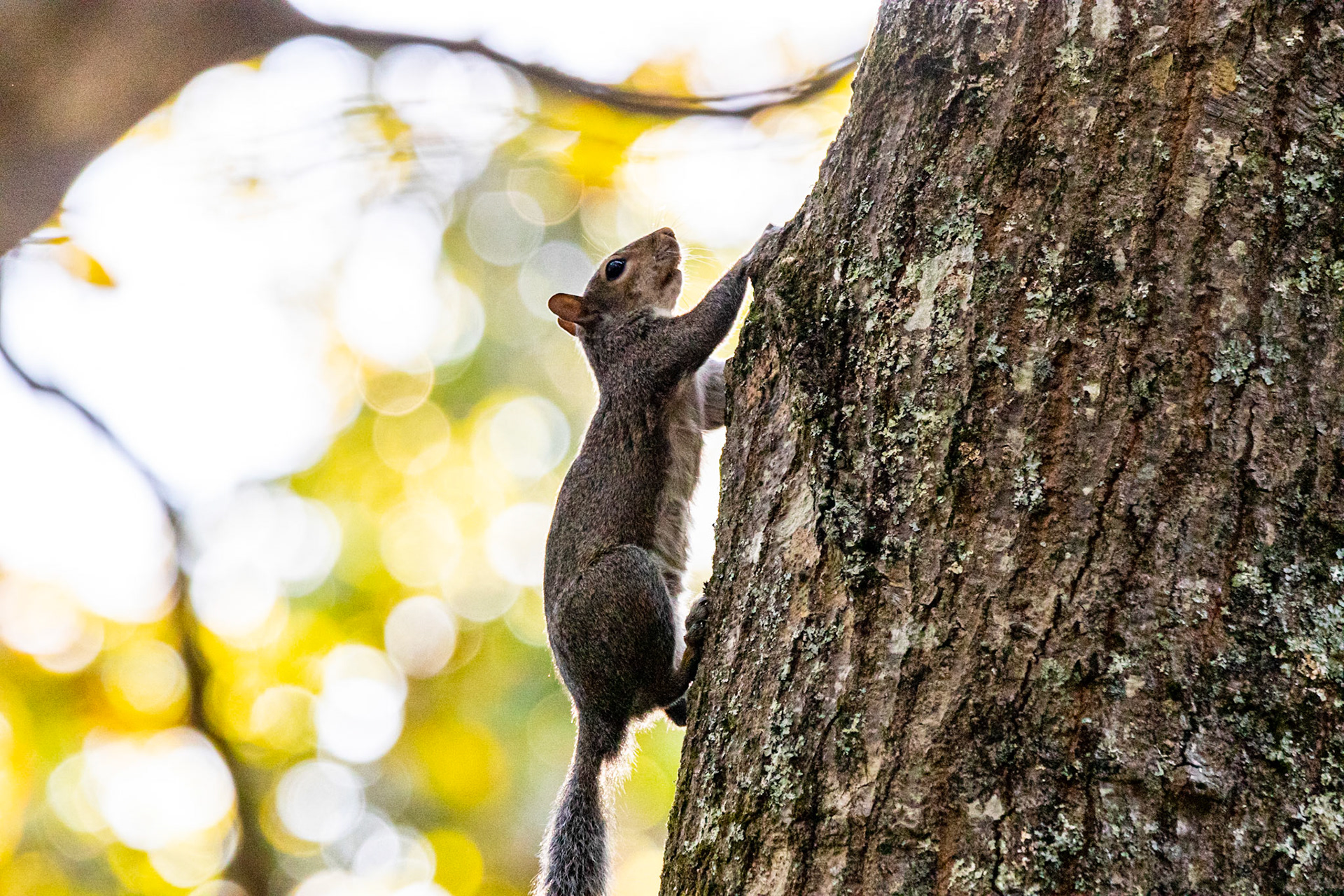 Wildlife - Squirrel at Chattahoochie River National Recreation Area in the Atlanta Metro