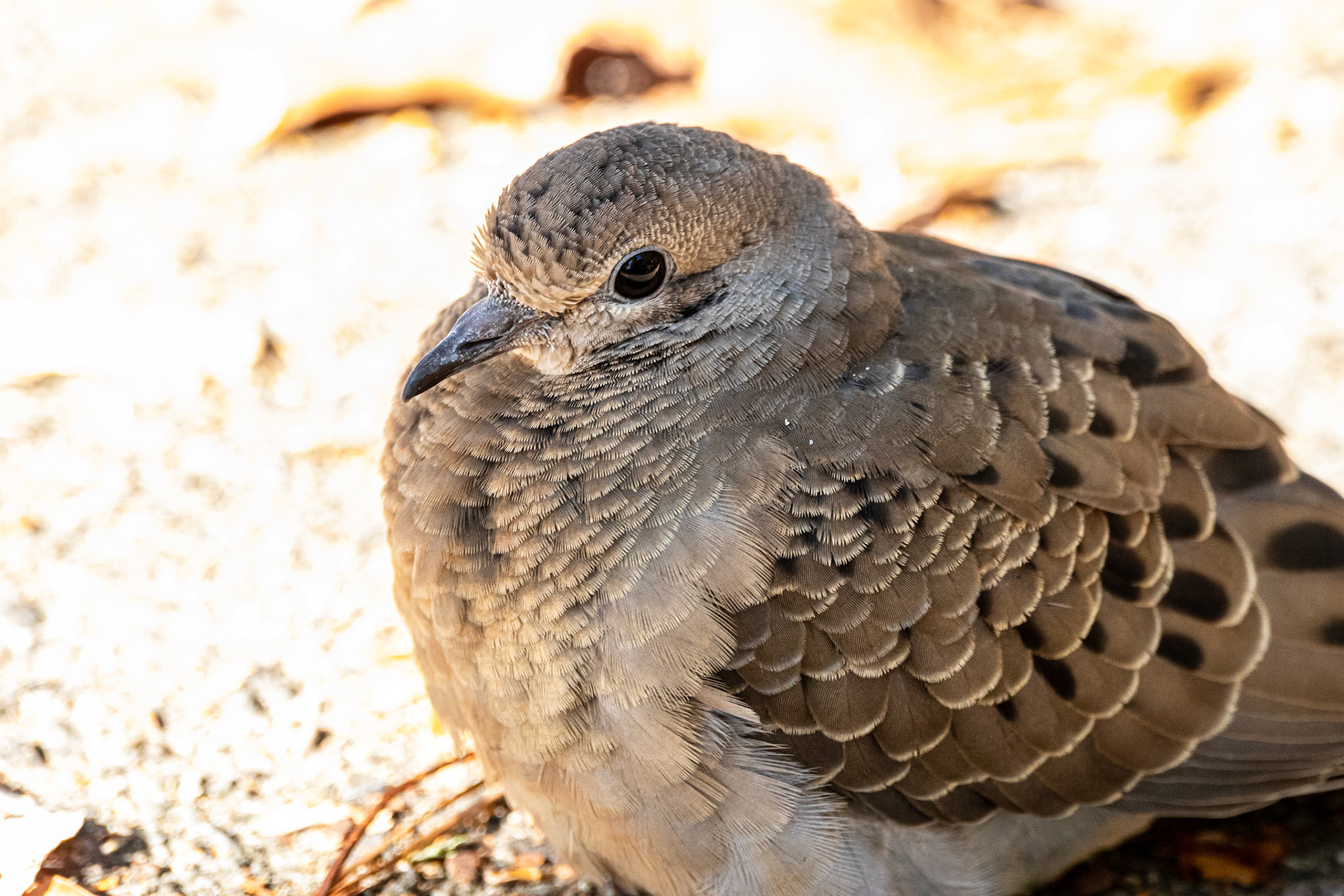 Wildlife - Bird at Chattahoochie River National Recreation Area in the Atlanta Metro