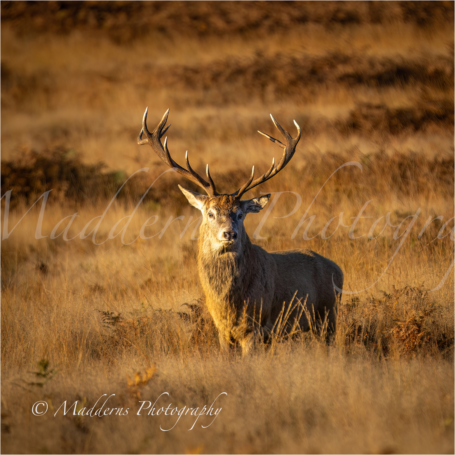 The Majestic Stag
