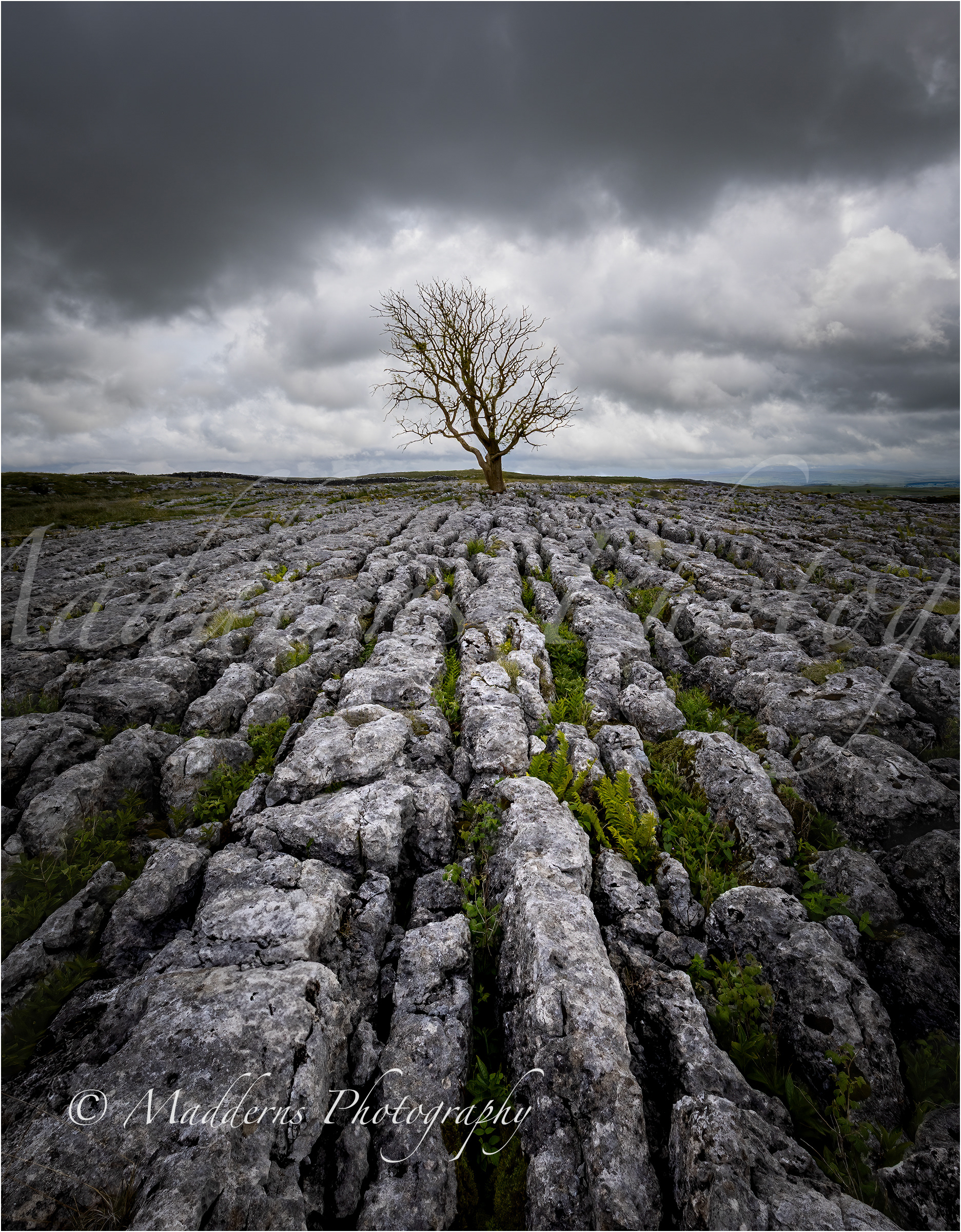 Lime Stone Path and Lone Tree