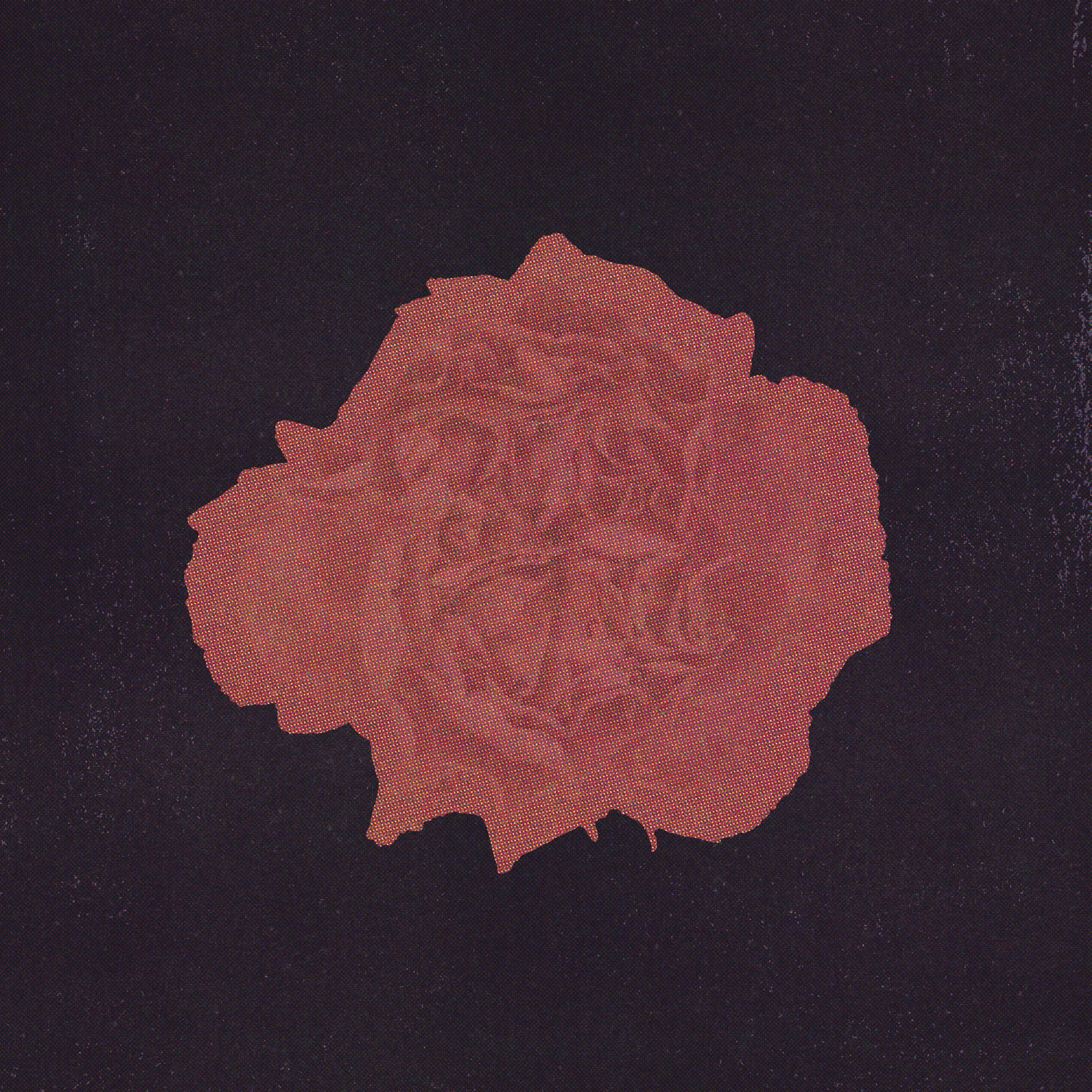 Carnation