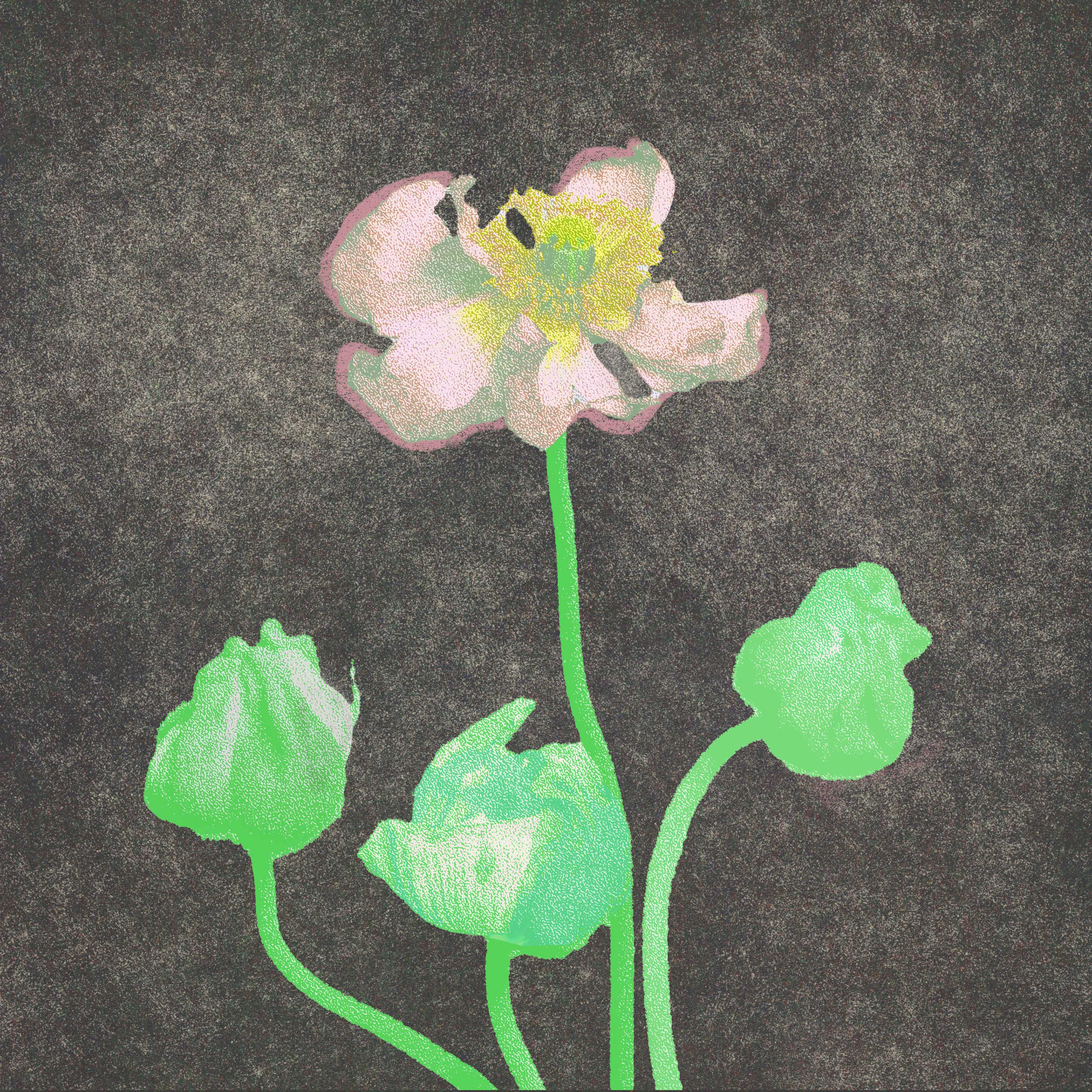 Poppies