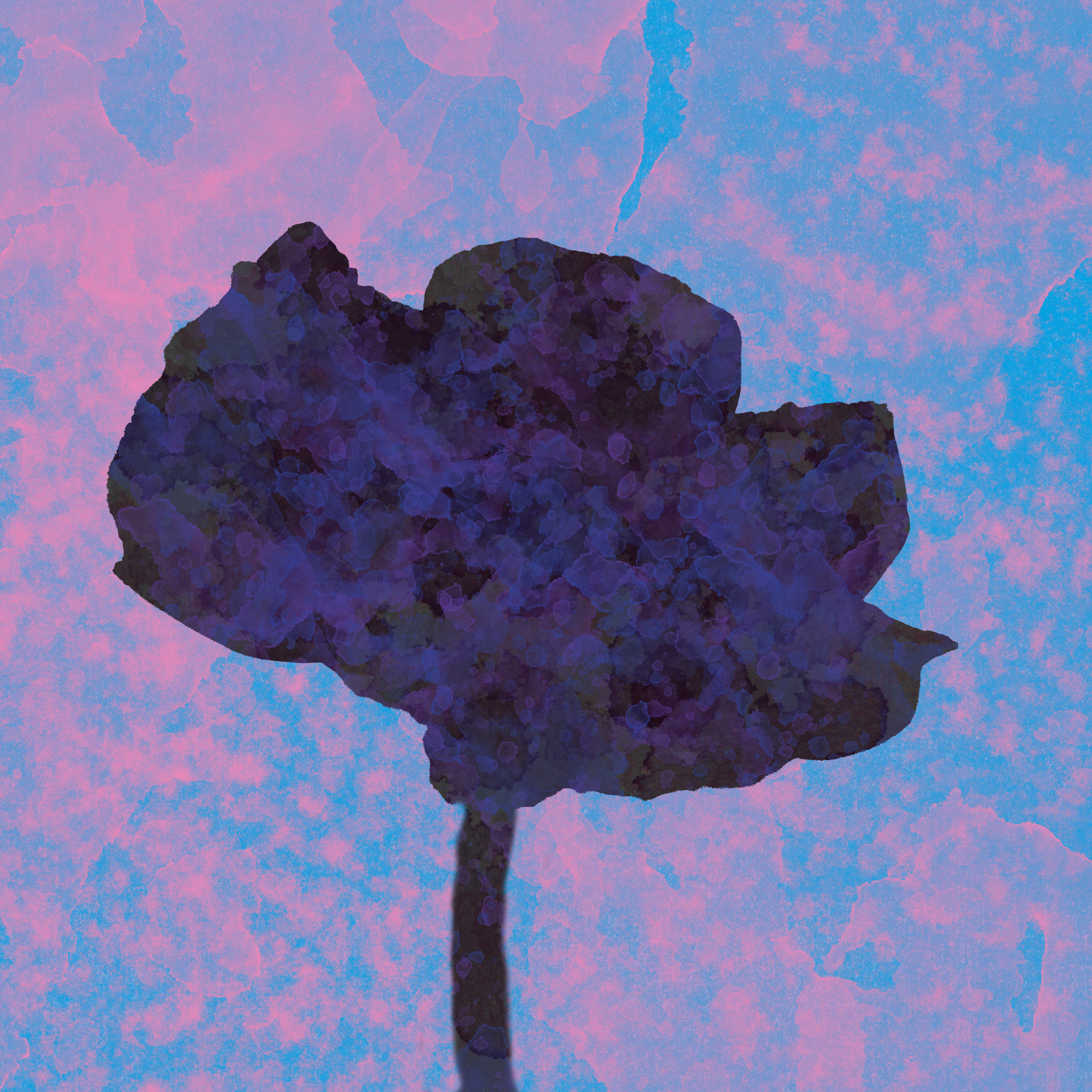 Poppy