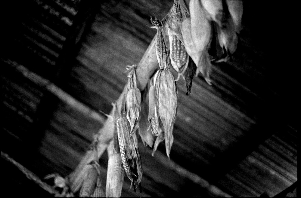 Maize is a staple in Tanzania and can be seen hanging from the beams of homes and community buildings such as this one
