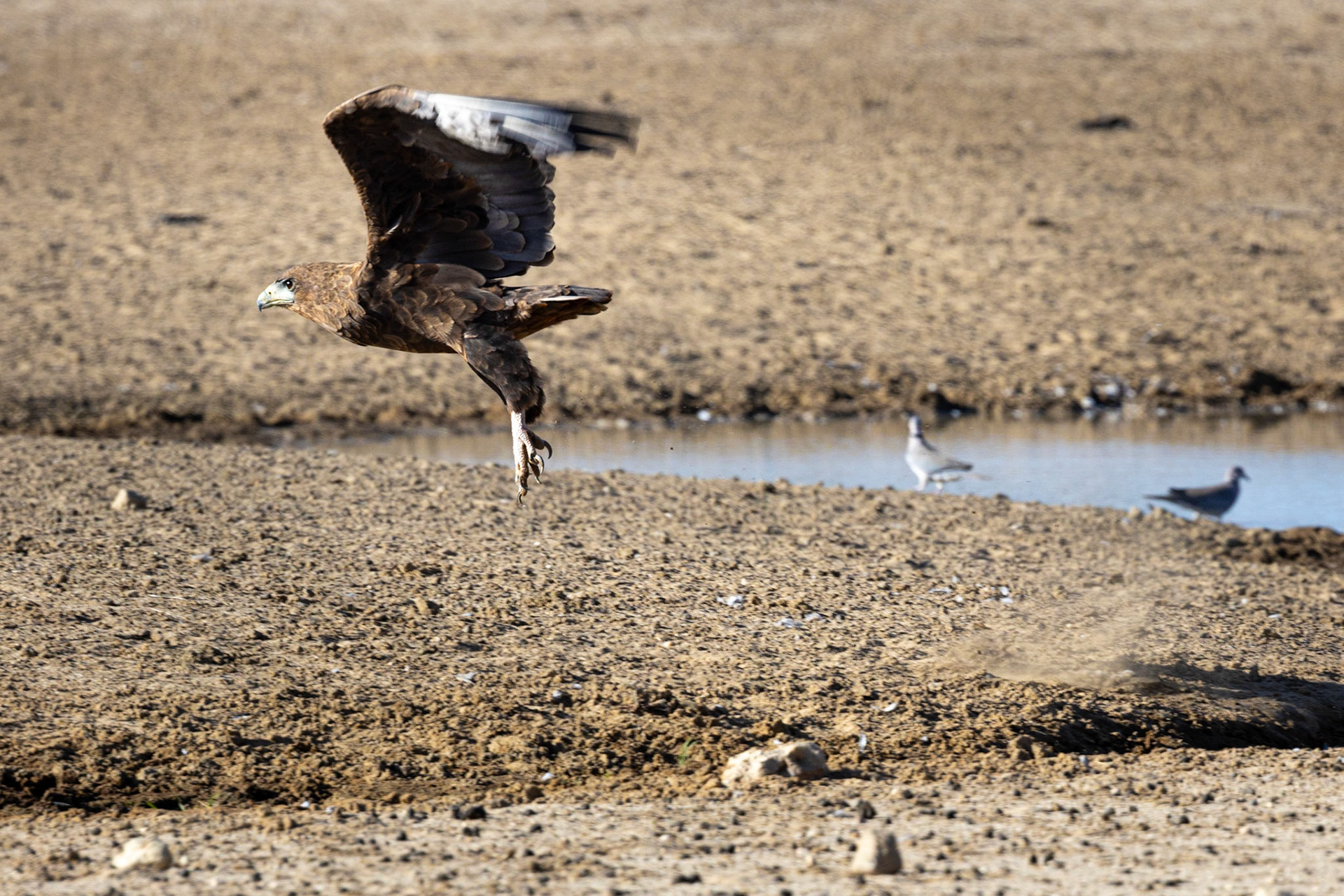 Bateleur ©McNairnPhotography