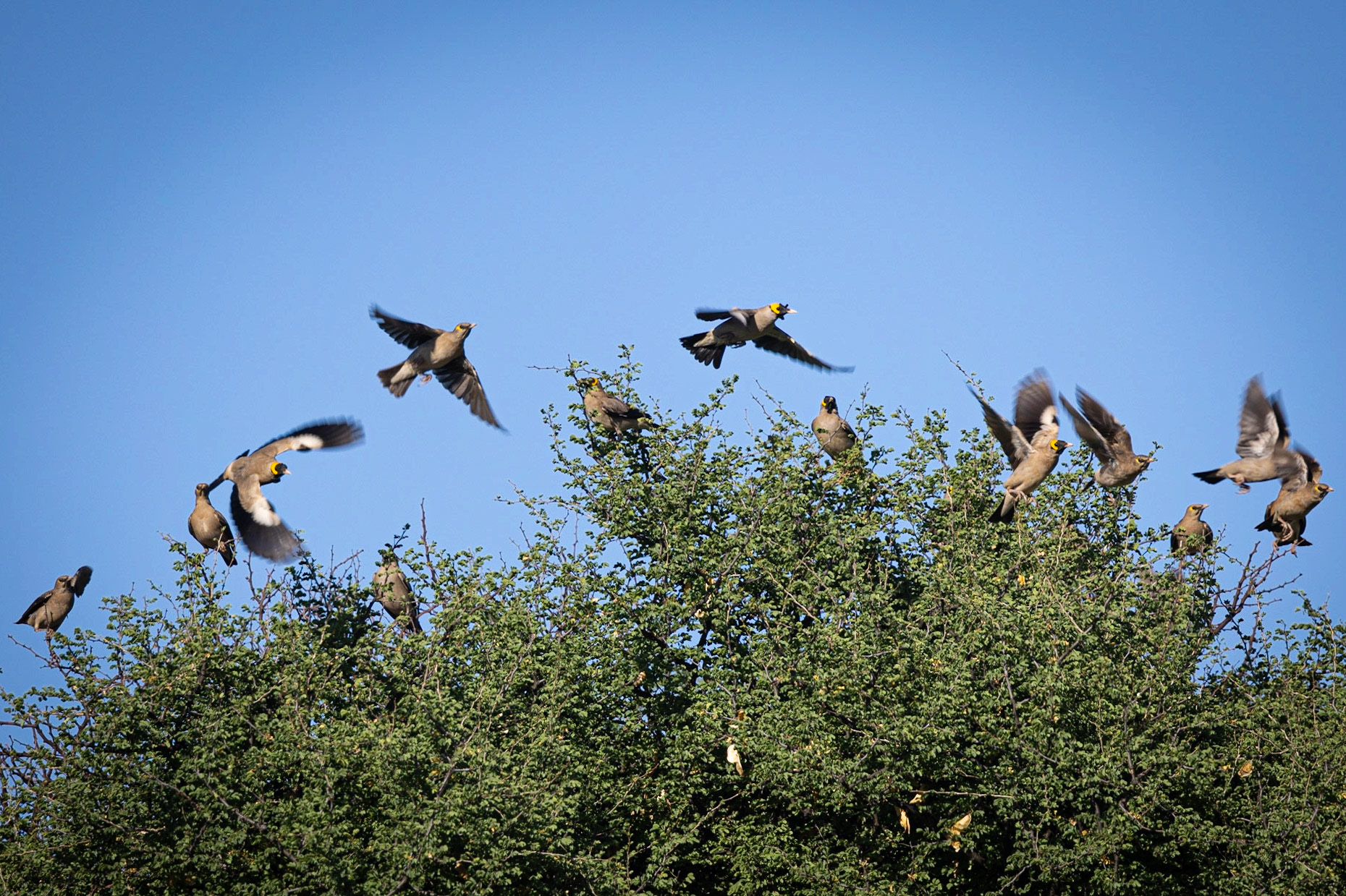 Wattled Starling ©McNairnPhotography