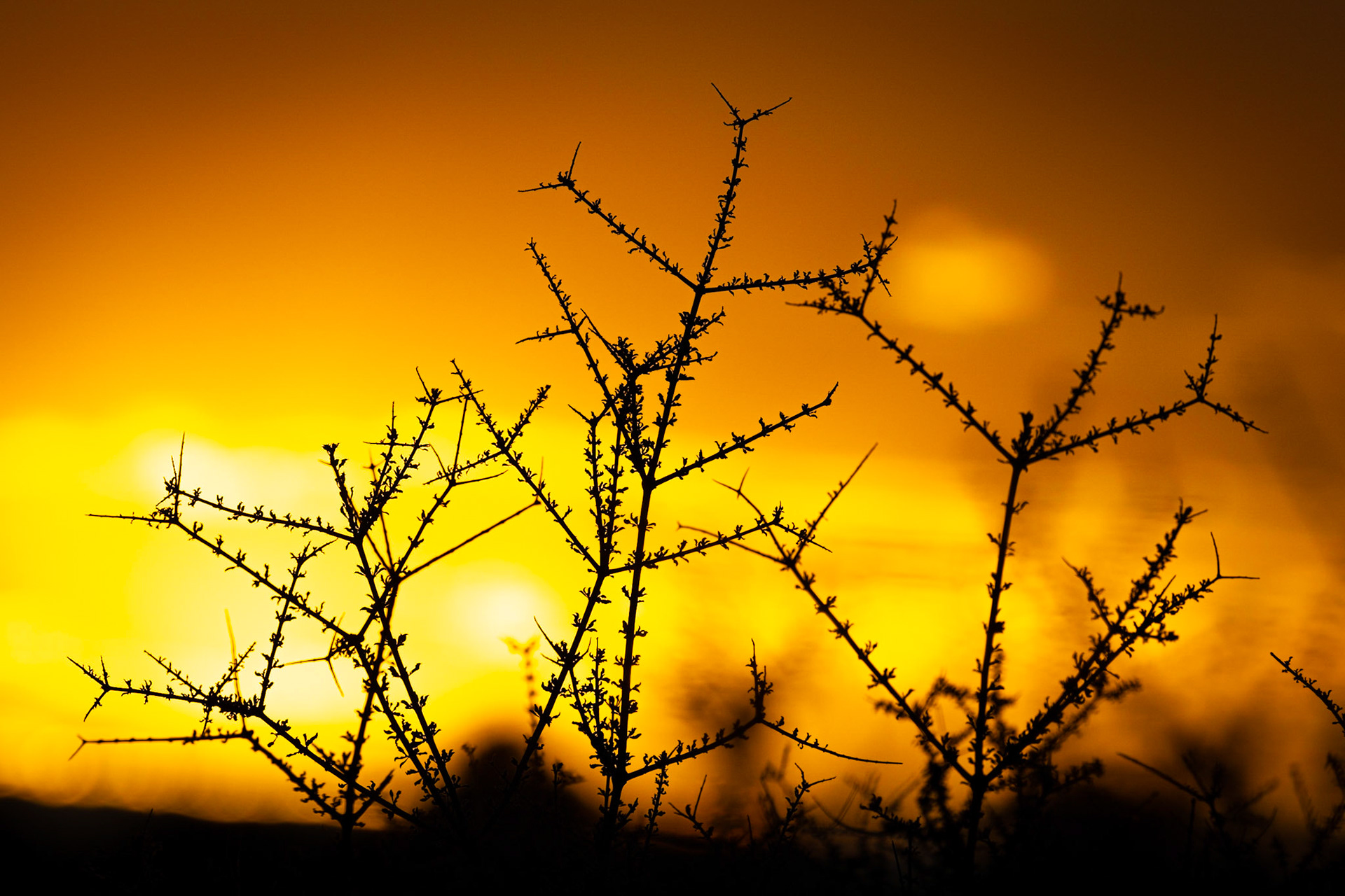 Polentswa, Botswana ©McNairnPhotography