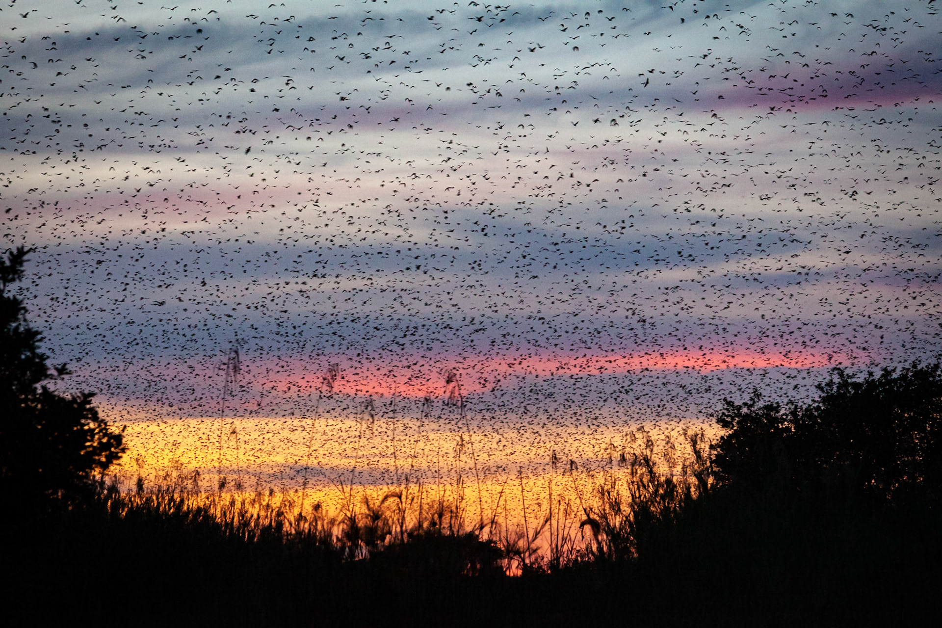 ©McNairnPhotography