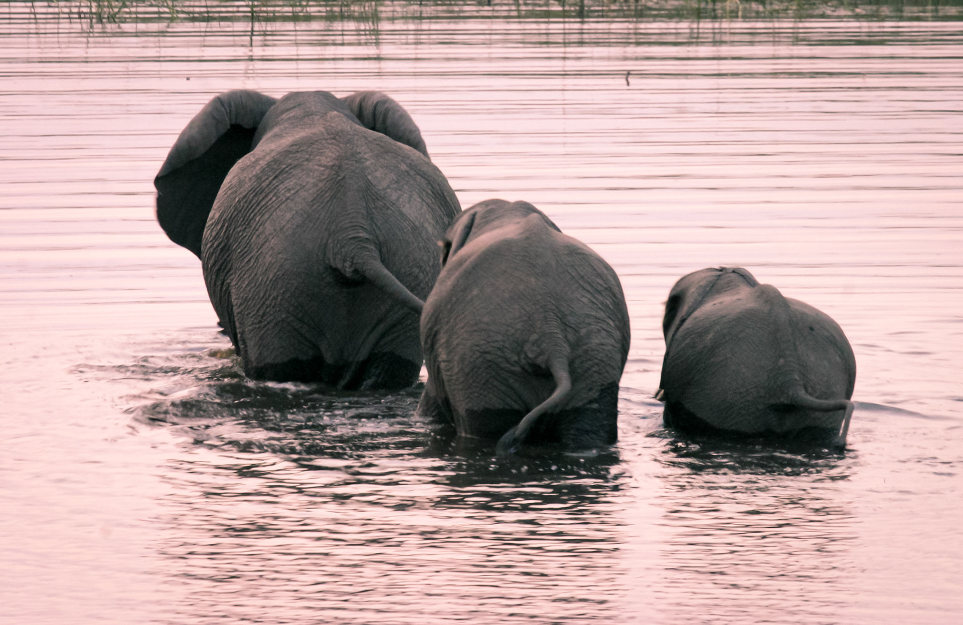 Botswana ©McNairnPhotography