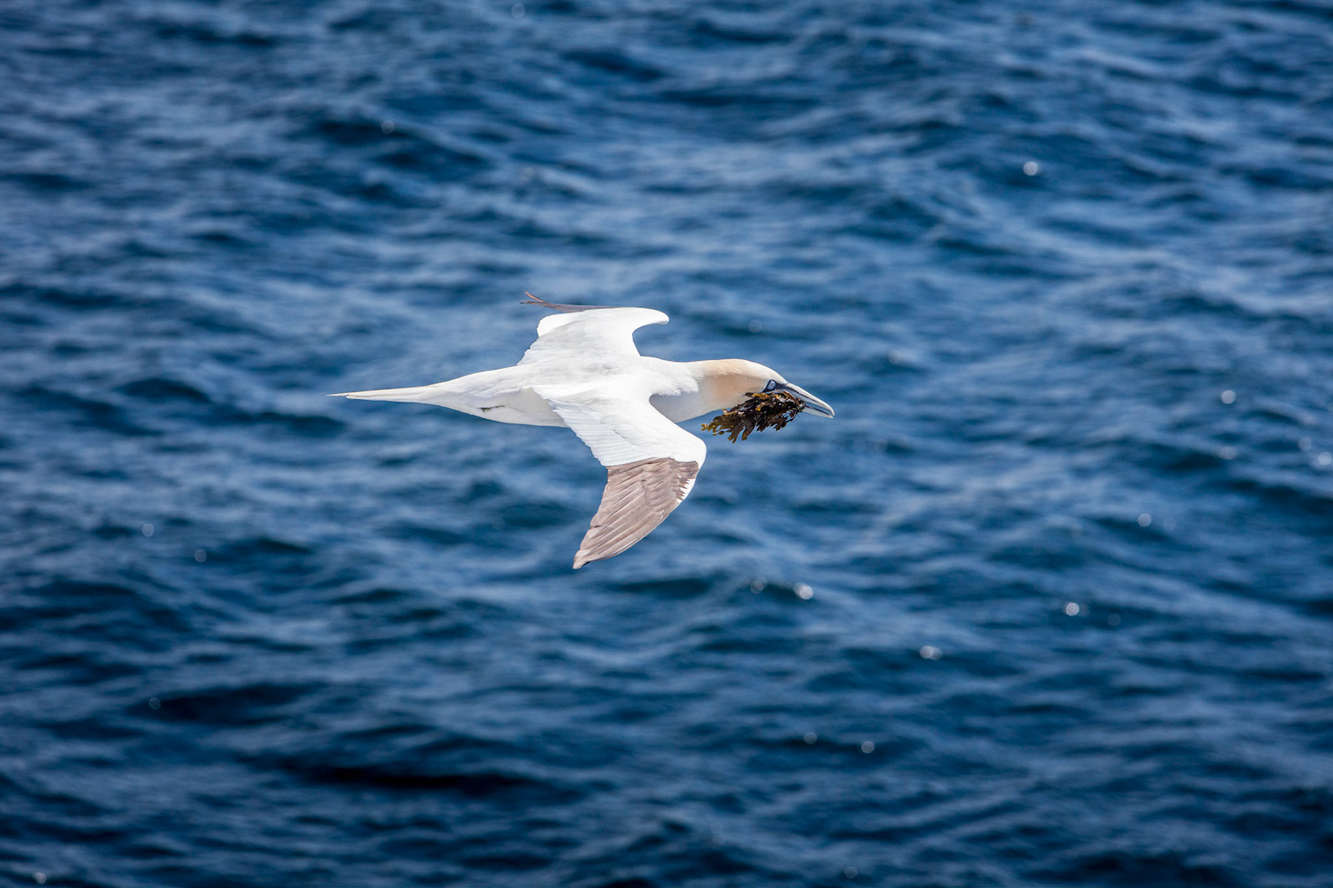 Northern Gannet ©McNairnPhotography