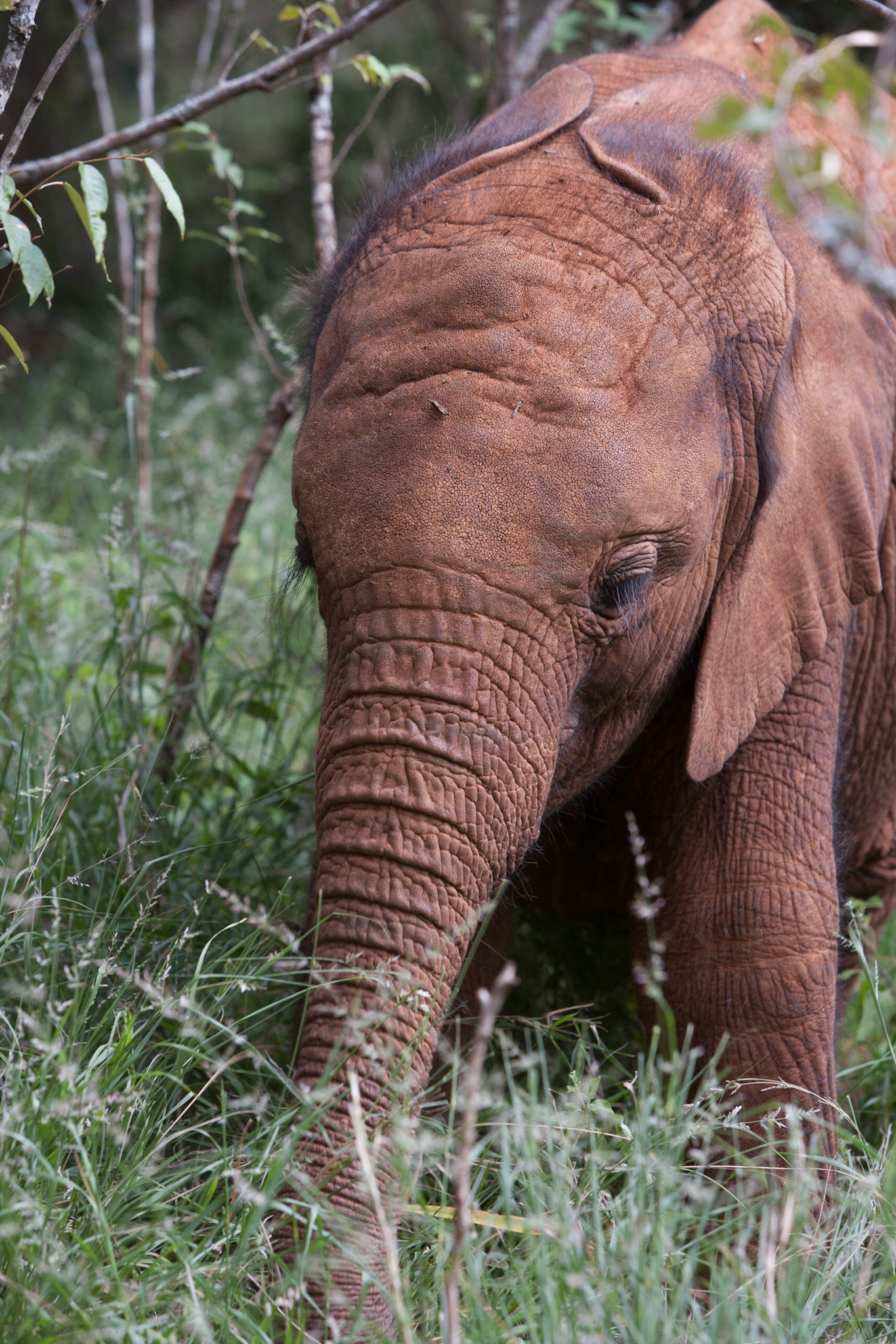 Sheldrick Wildlife Trust ©McNairnPhotography
