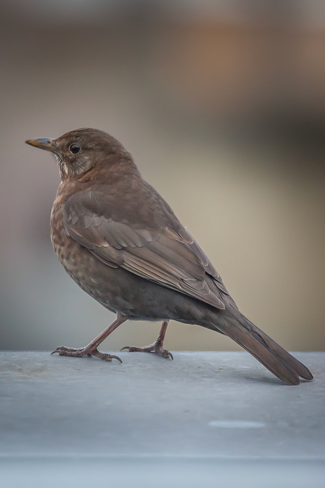 Turdus merula ©McNairnPhotography