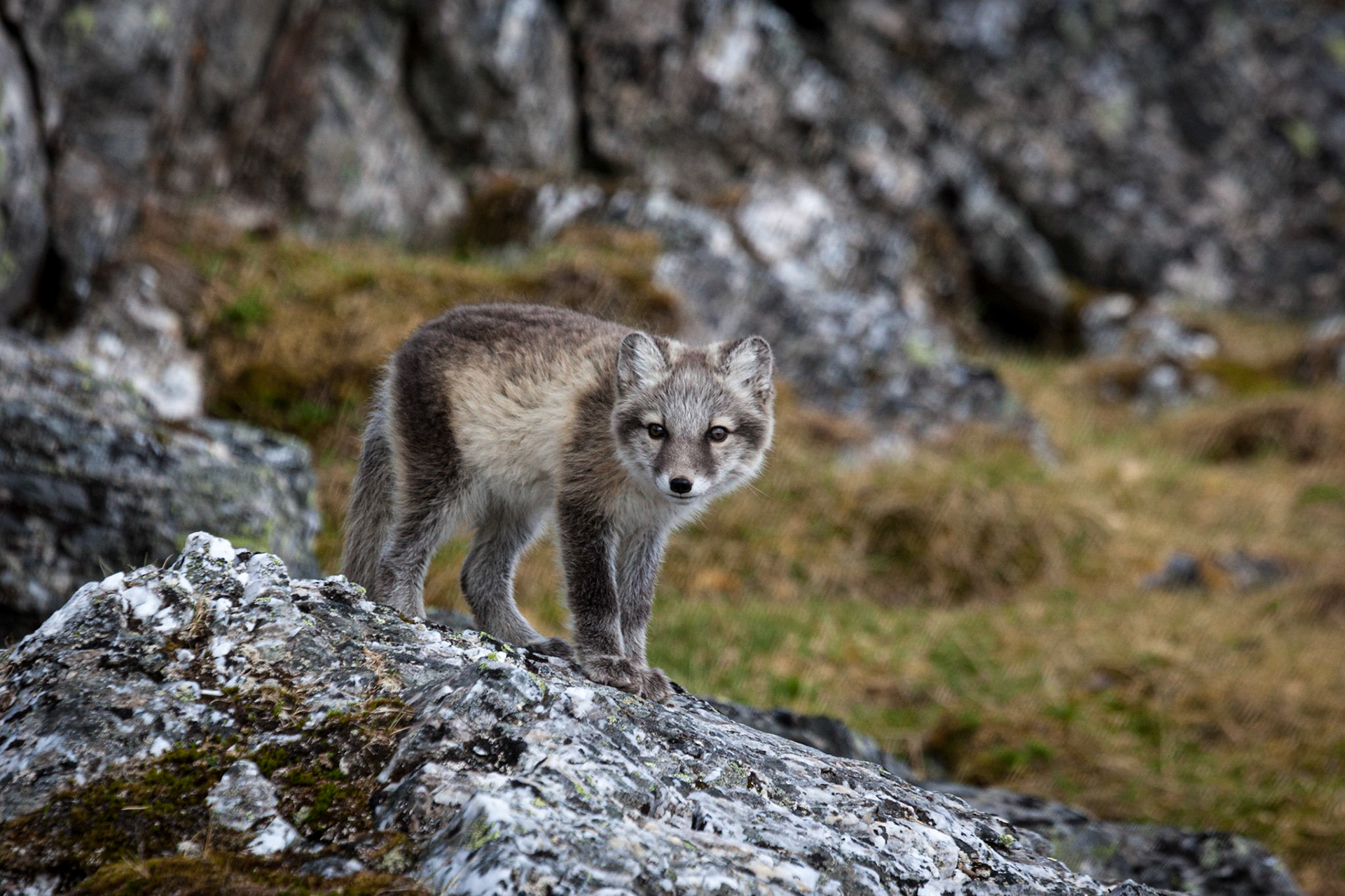 ©McNairnPhotography