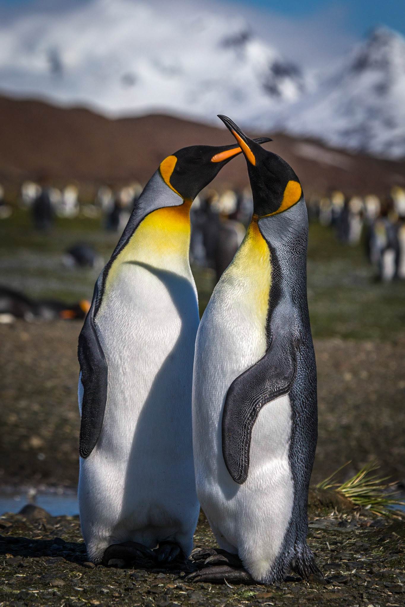 King Penguin ©McNairn.com